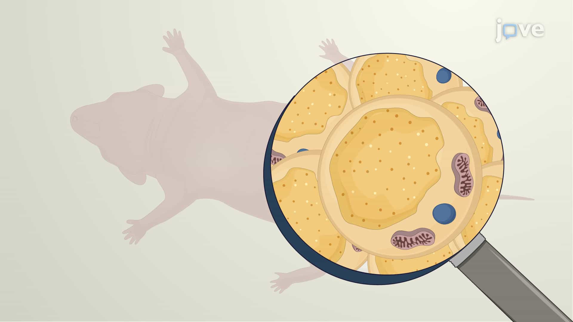 White and Brown Adipose Depot Collection from Mouse Pup: A Surgical Procedure to Harvest the White Adipose Tissue and Brown Adipose Tissue from Mouse Pup
