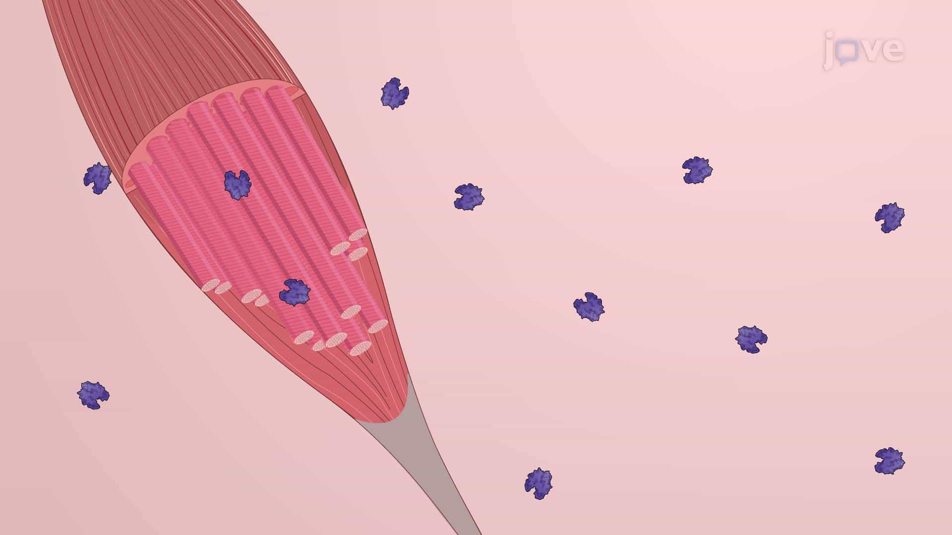 Myofiber Isolation: A Technique to Obtain Single Myofibers from Harvested Mouse Extensor Digitorum Longus (EDL) Muscle