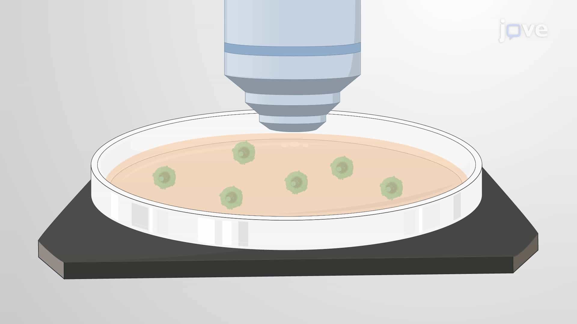 Porcine Cumulus Oocyte Complex Isolation: A Technique to Isolate Cumulus Oocyte Complex from Porcine Ovarian Follicle for In Vitro Fertilization