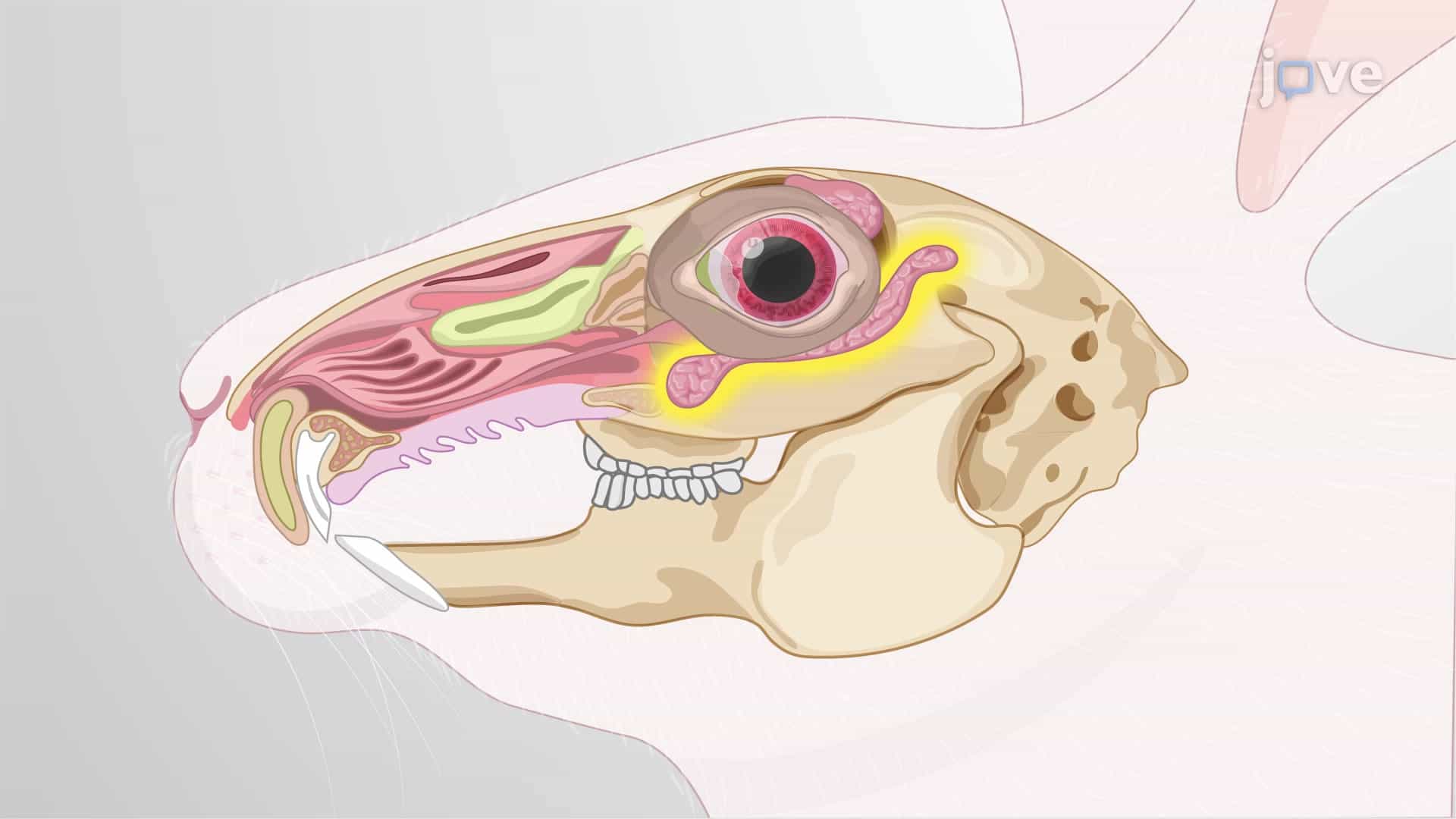 Inferior Lacrimal Gland Removal From Rabbit Model: A Surgical Procedure to Remove the Larger Inferior Tear Gland From Rabbit Eye Orbit