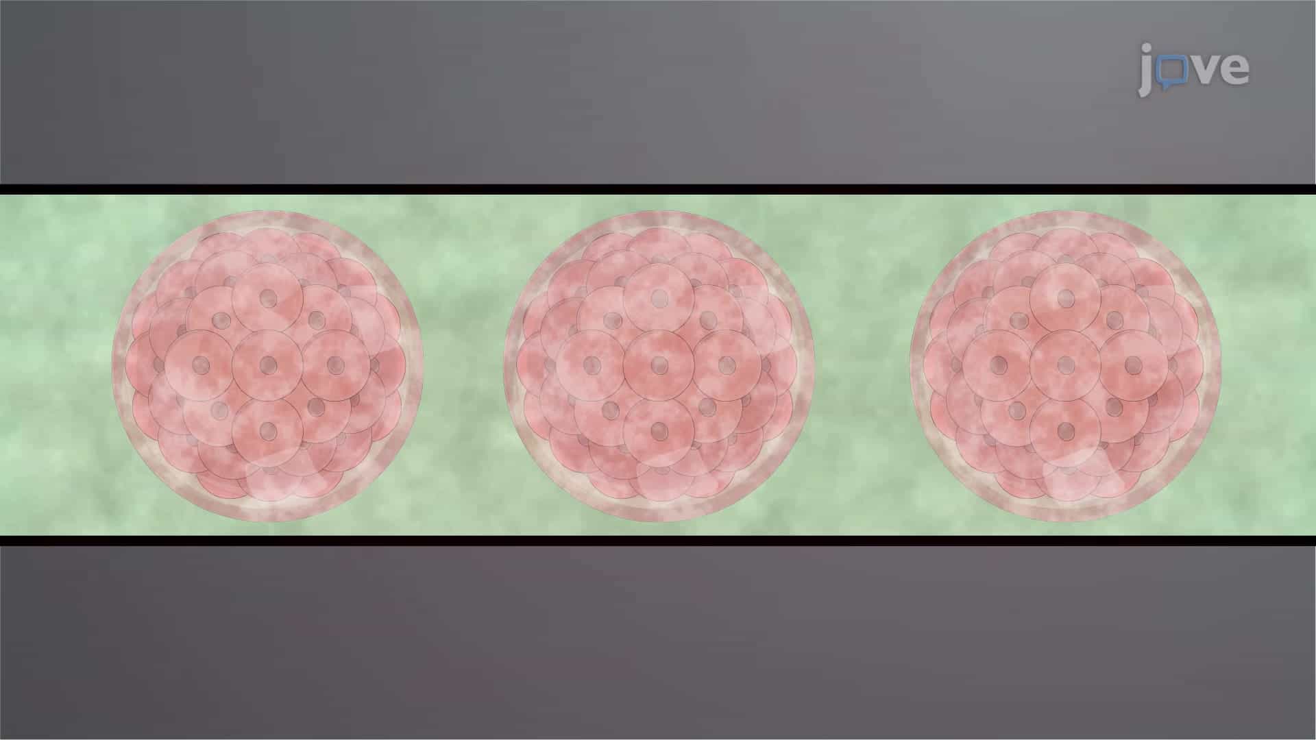 Rabbit Embryo Thawing: A Warming Procedure to Recover Cryopreserved Rabbit Embryos for Embryo Transfer