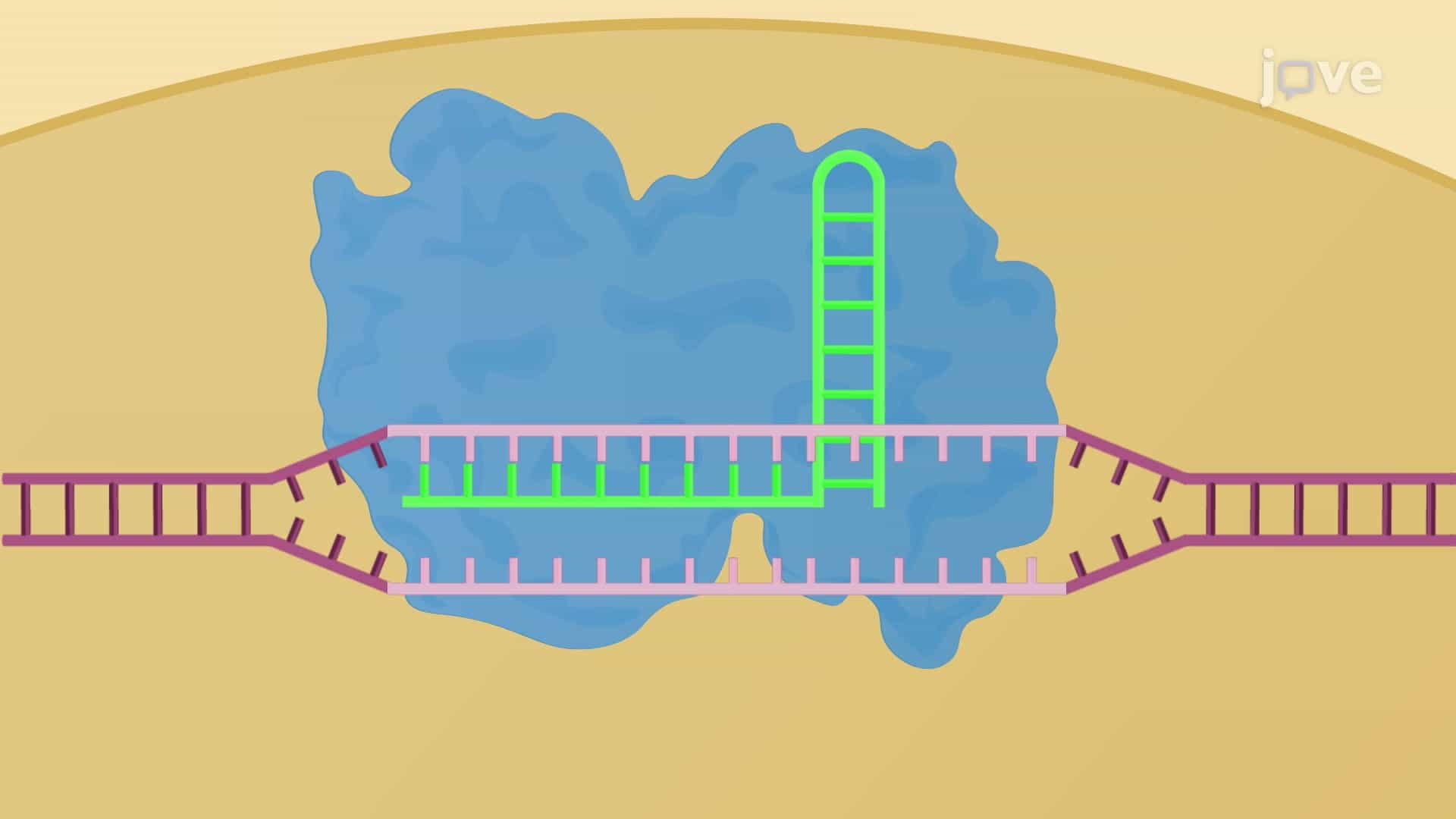 CRISPR Concatemer-Mediated Multiple Gene Knockout: A Technique to Simultaneously Knockout Multiple Genes by Non-Homologous End-Joining Pathway in Mouse Intestinal Cells