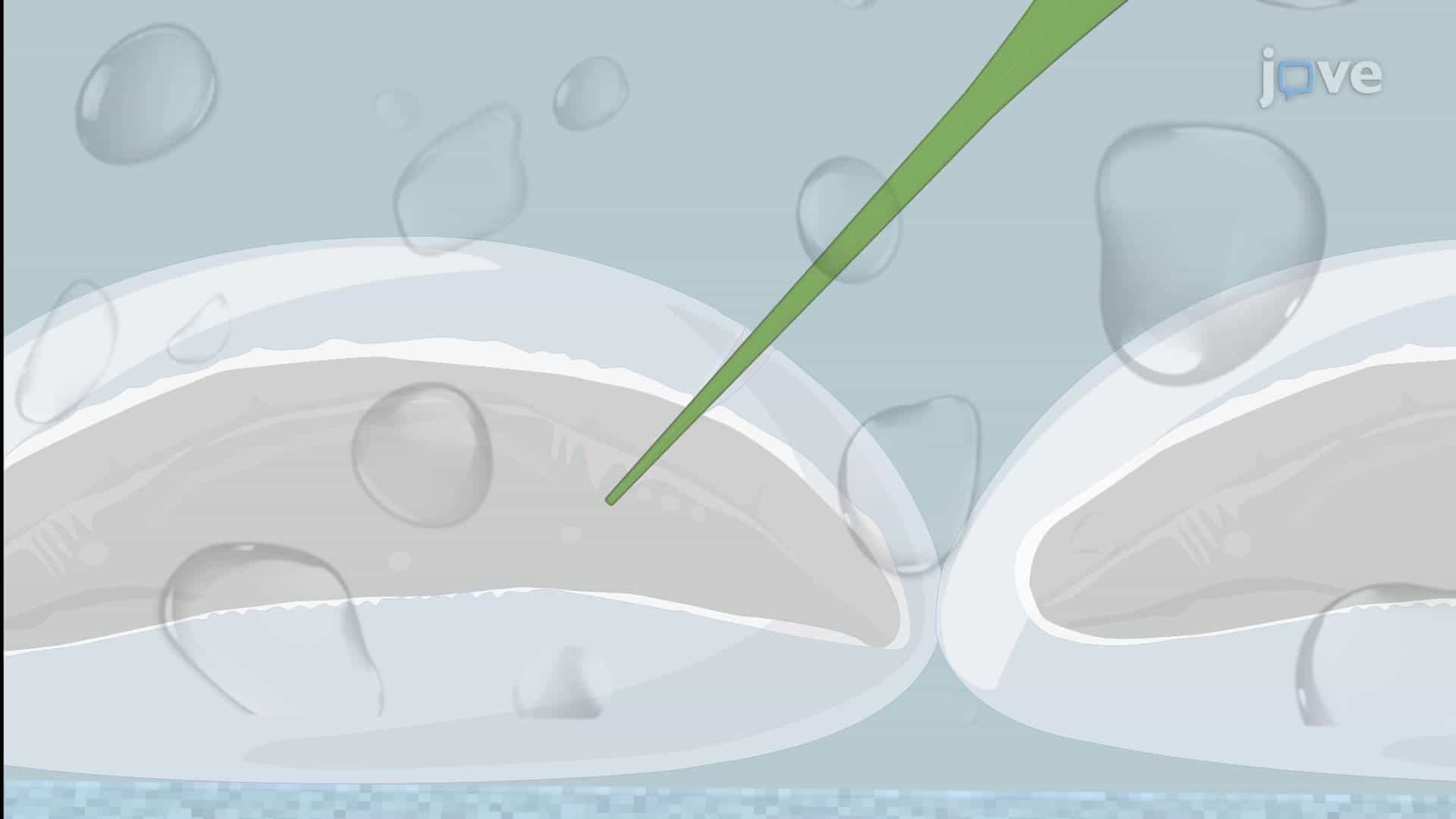Mosquito Embryo Microinjection: A Technique to Deliver Exogenous DNA into Embryo Yolk of Anopheles Gambiae to Generate Germline Mutations