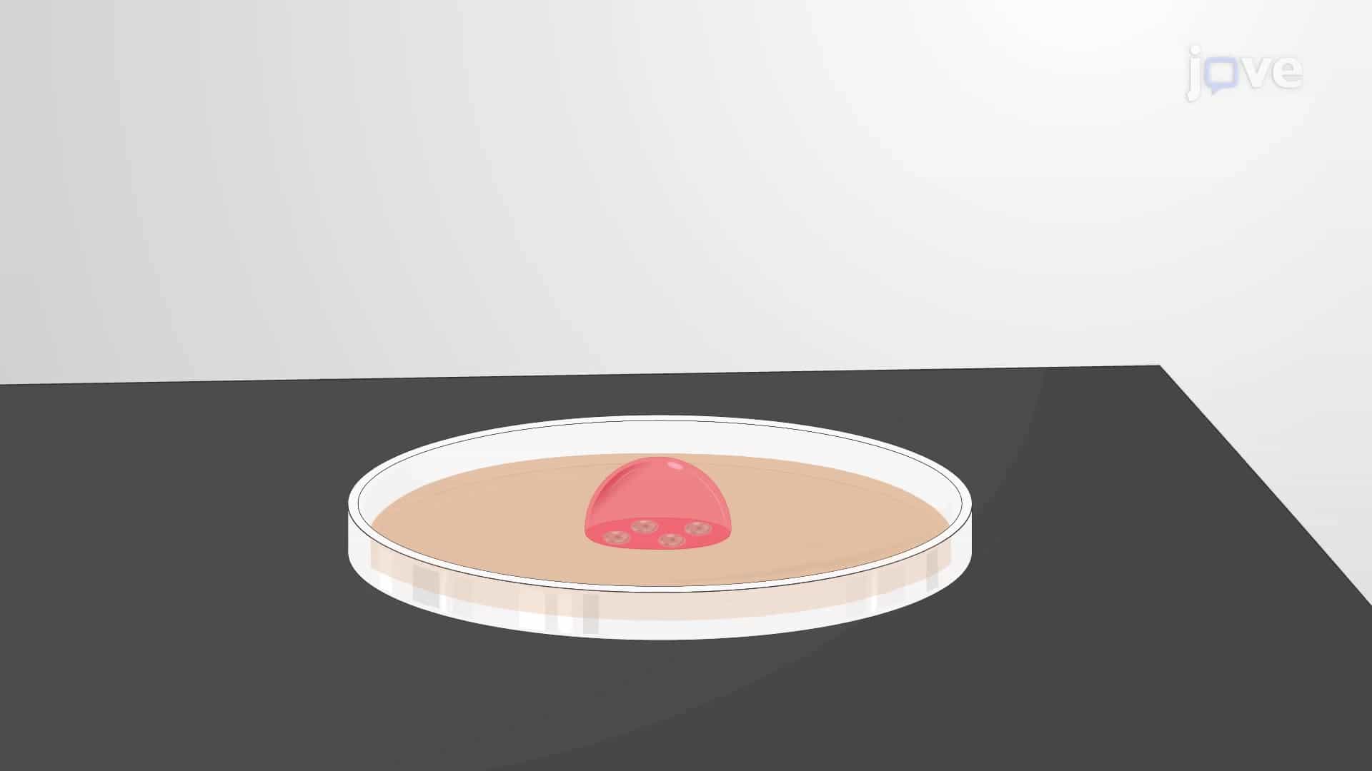 Laser-Assisted Lentiviral Gene Delivery: A Technique to Permeabilize Mouse Fertilized Eggs to Facilitate Lentiviral Gene Delivery