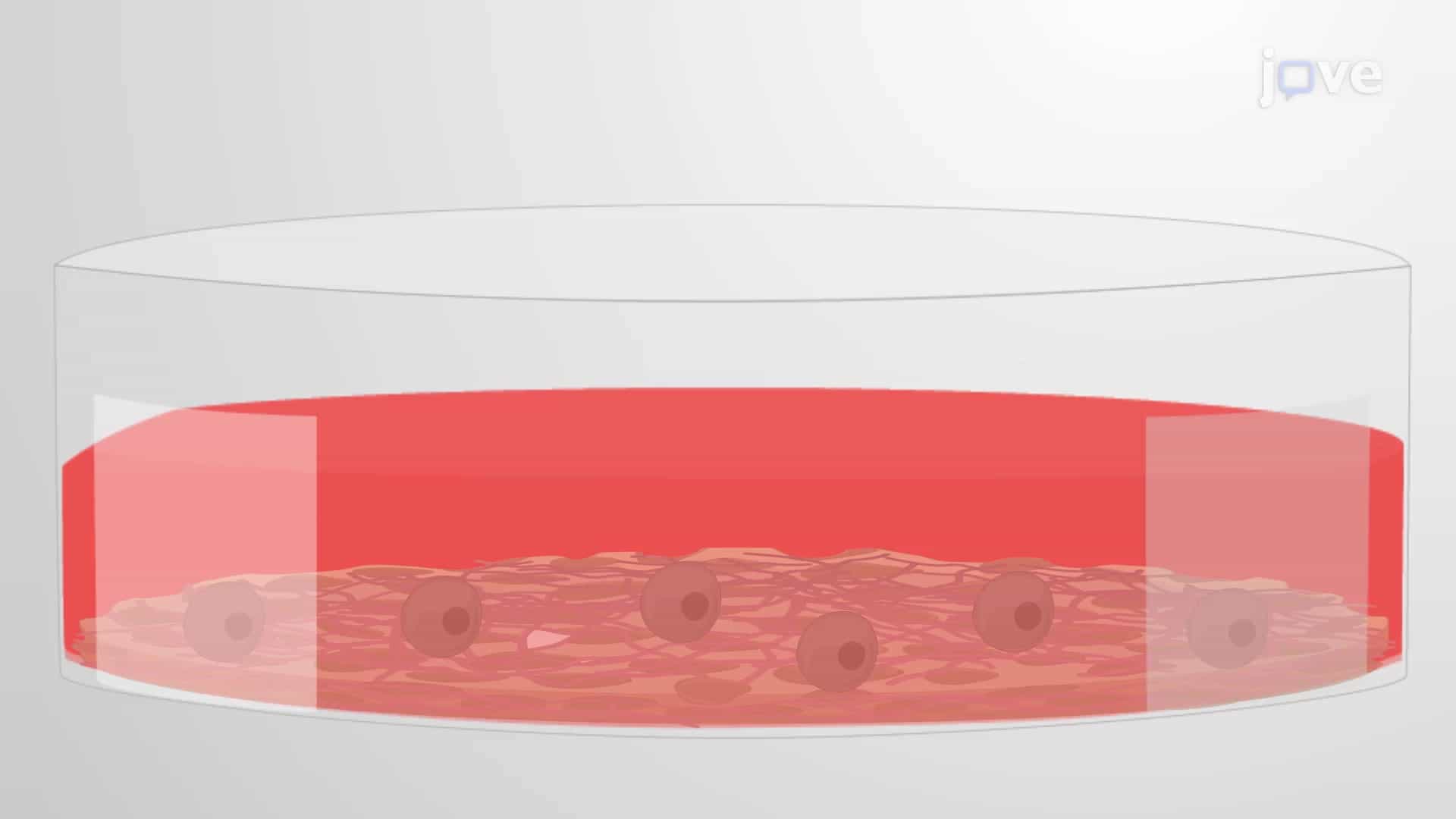 Alizarin Red Staining: A Technique to Visualize Mineralization by Cultured Osteoblasts