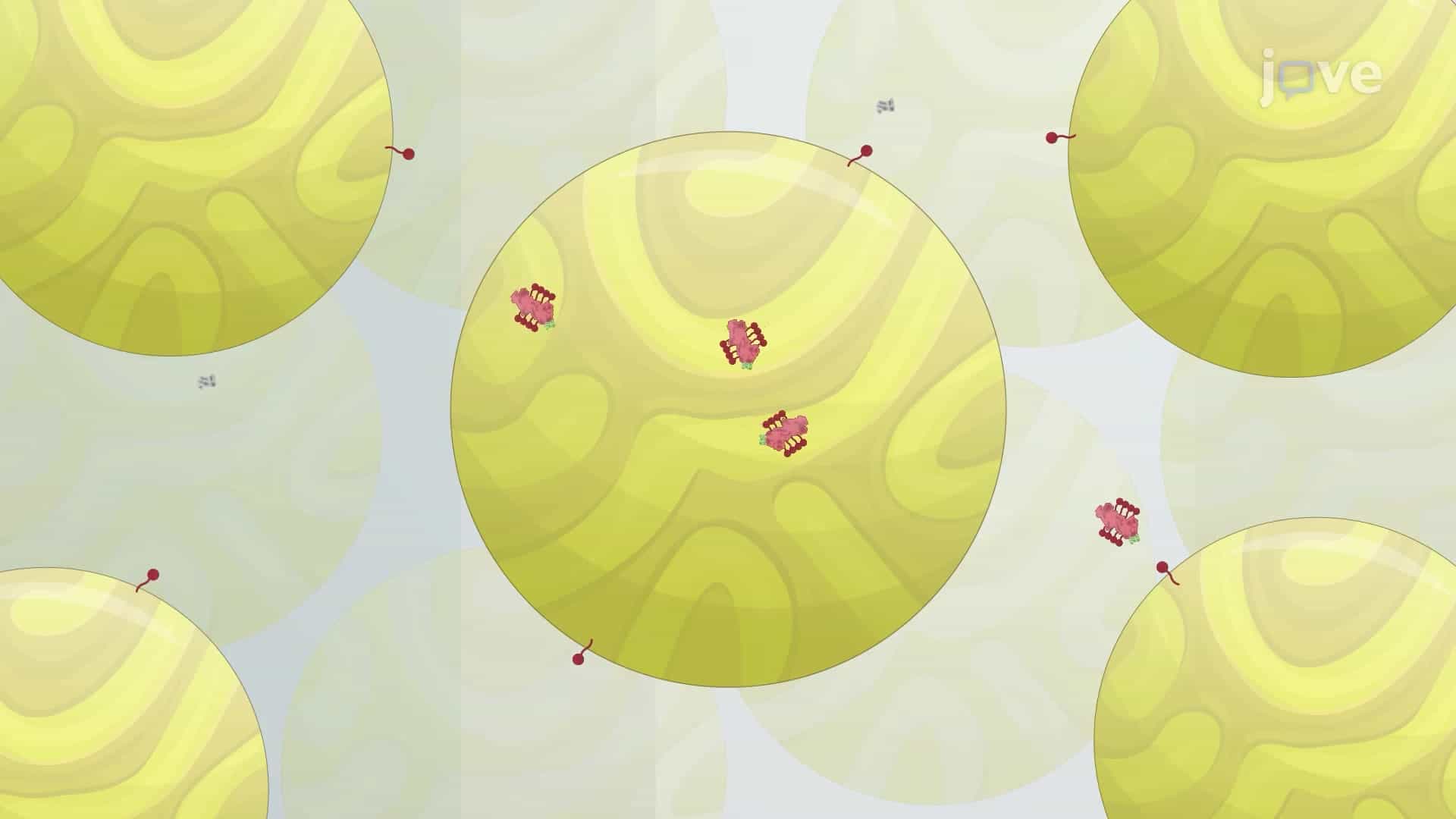 Fluorescence-Detection Size-Exclusion Chromatography: A Technique to Identify the Integrity of Fluorescent Membrane Proteins upon Detergent Solubilization