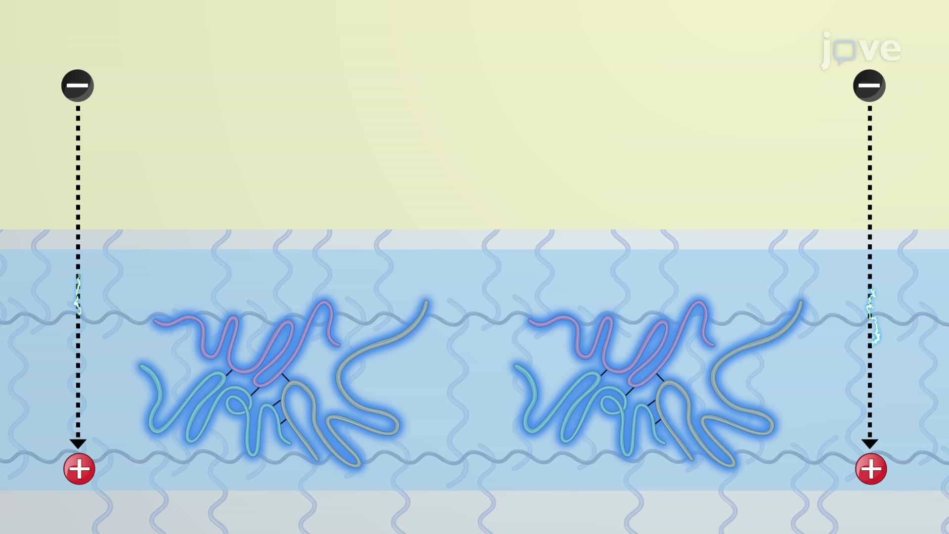Non-Reducing SDS PAGE: A Method to Analyze Disulfide-Linked Multimeric Protein Complexes