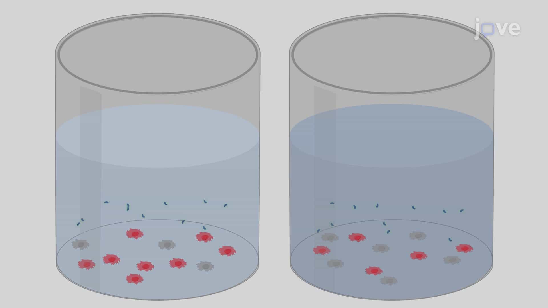 Protein Aggregate Formation Assay: A Method to Detect and Quantify Protein Aggregation in Cultured Cells upon Induction by Proteasome Inhibitor