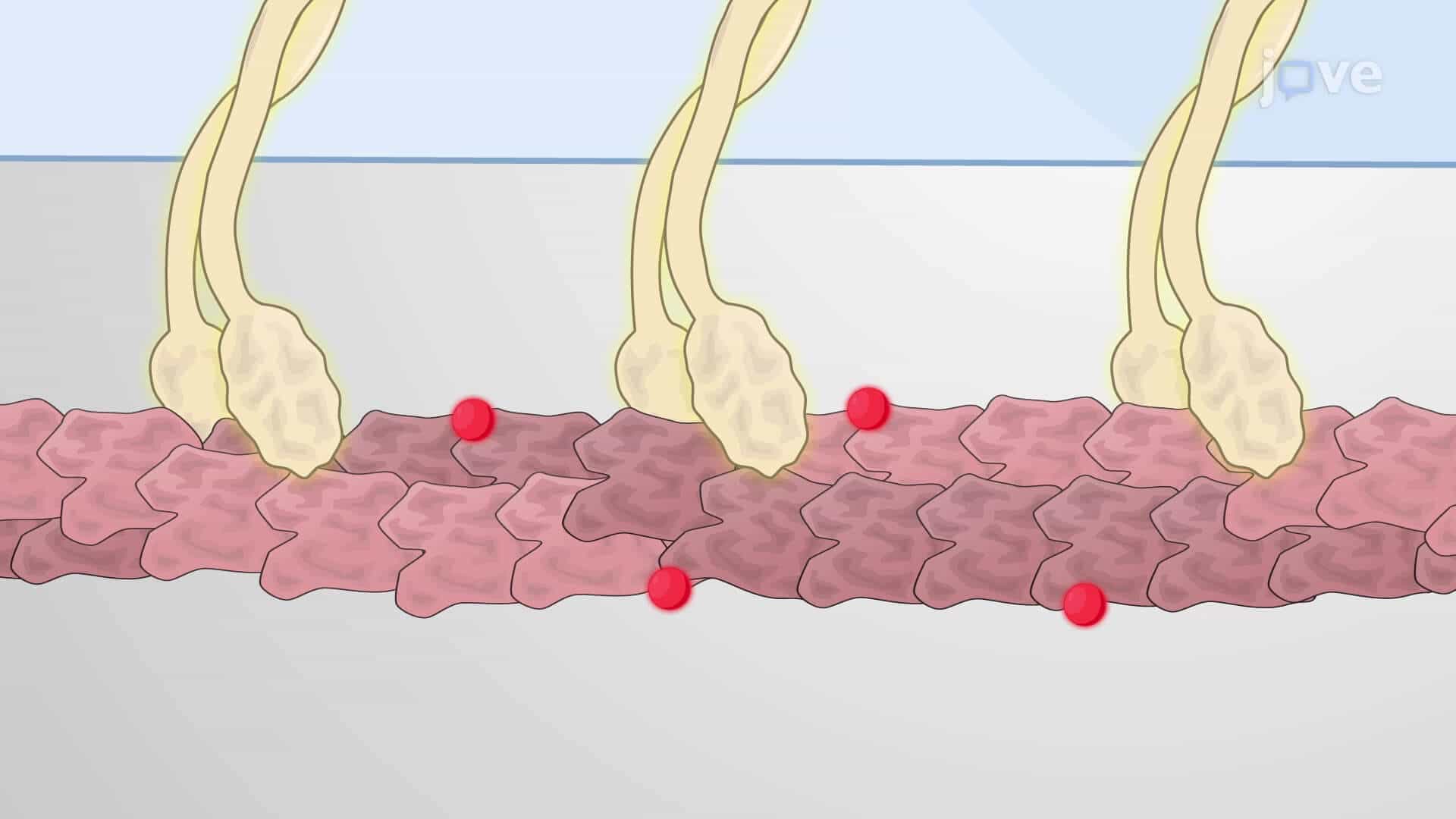 The Gliding Actin Filament Assay: An In Vitro Motility Assay to Study Translocation of Actin Filaments on Immobilized Myosins