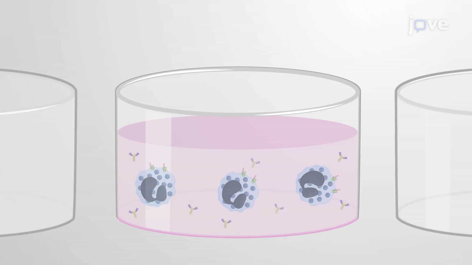 Humanized Mediator Enzyme Release Assay: An Immunochemical Method to Screen Allergic Potential of Test Antigen by Monitoring Basophil Degranulation Response In Vitro