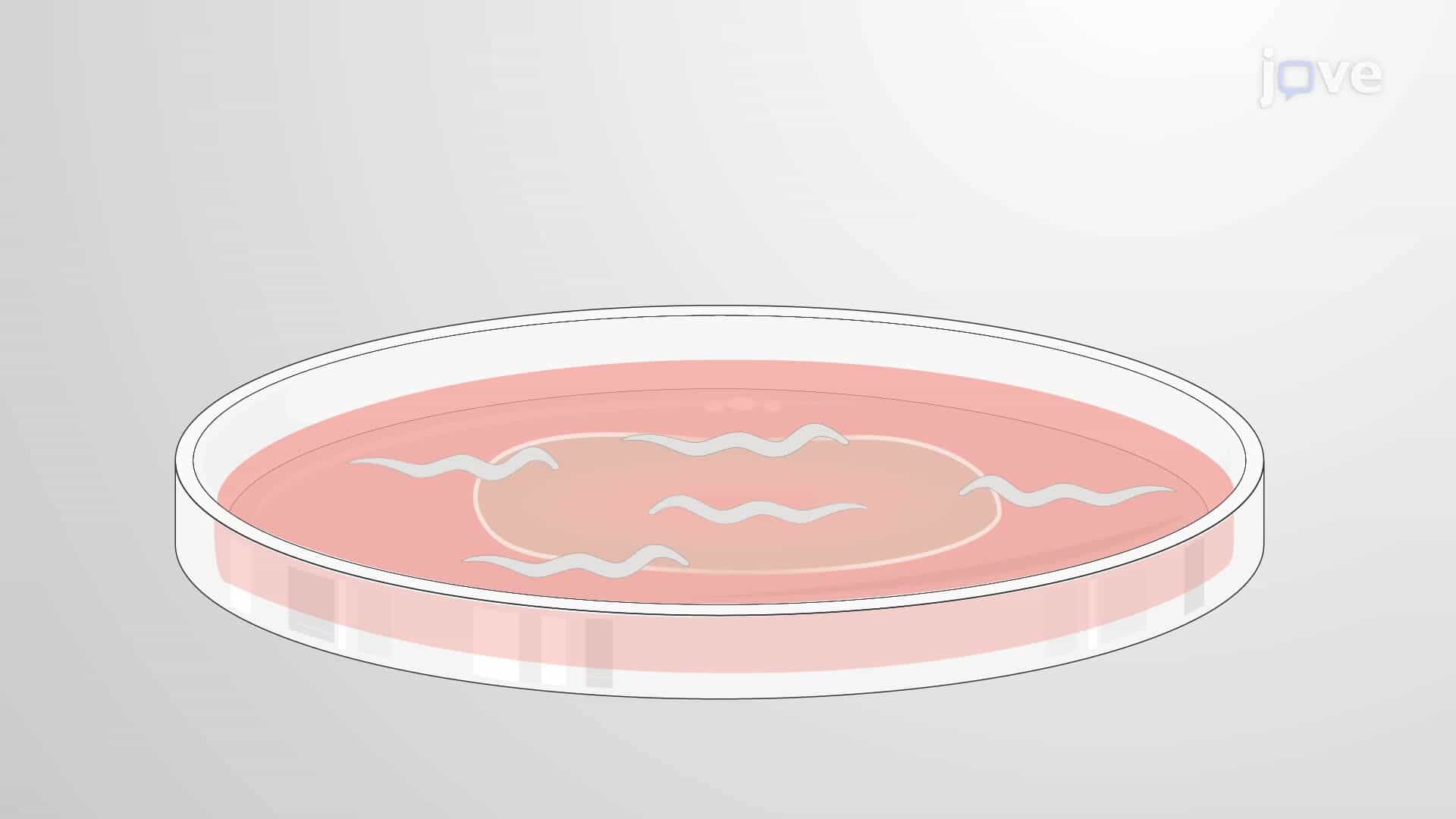 Fluorescent Reporter-Based Paralysis Assay: A Technique to Assess Age-Associated Progressive Formation of Polyglutamine Fluorescent Reporter and Associated Paralysis in Caenorhabditis elegans
