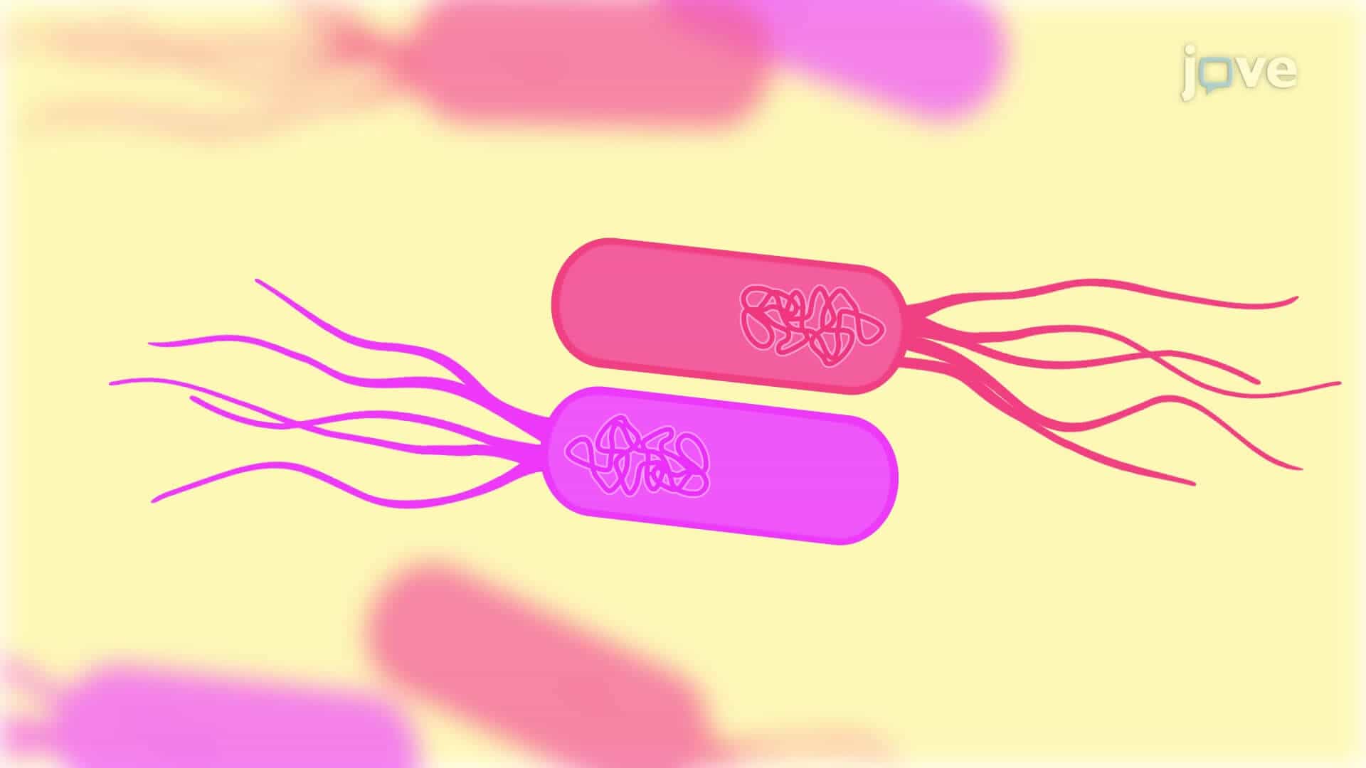 Bacterial Co-Incubation Assay: A Fluorescence Microscopy-Based Technique to Visualize Intraspecific Bacterial Competition at the Single-Cell Level