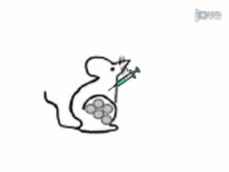 In vivo Imaging and Therapeutic Treatments in an Orthotopic Mouse Model of Ovarian Cancer