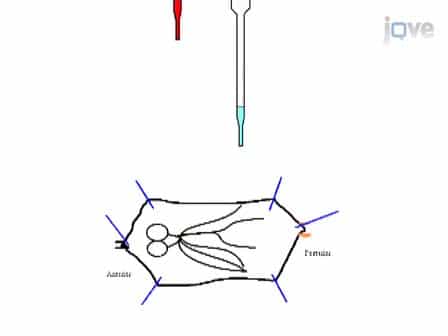 Visualization of Larval Segmental Nerves in 3rd Instar Drosophila Larval Preparations