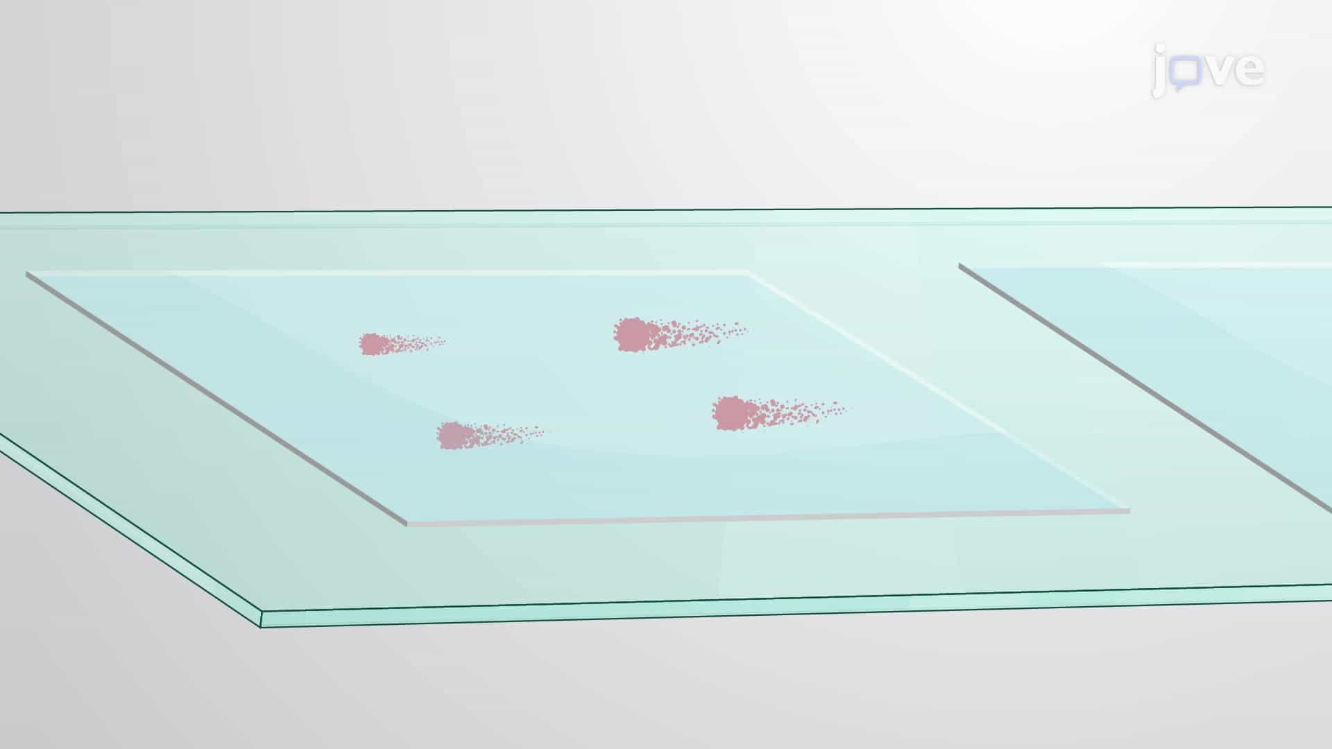Comet Assay for DNA Damage Detection in Cells