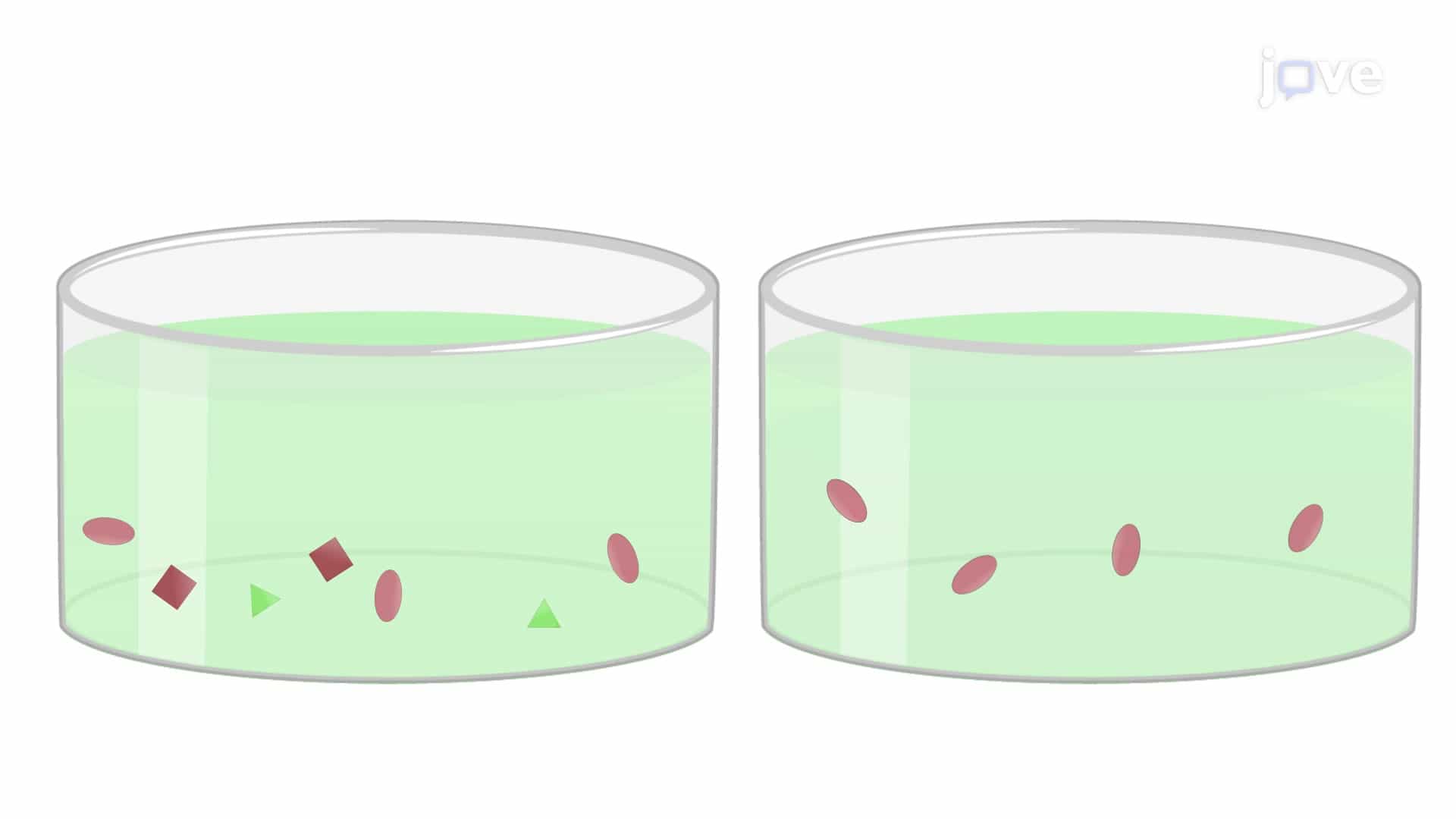 Colorimetric Assay for Quantification of Lactate in Test Samples