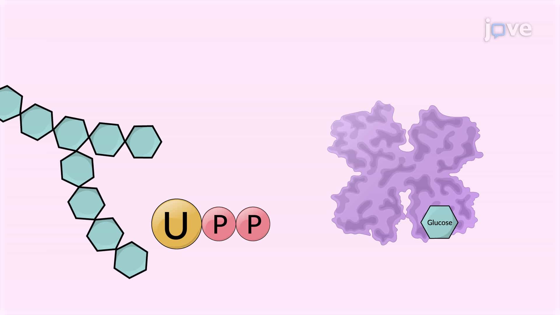 Spectrophotometric Assay to Determine Glycogen Synthase Activity