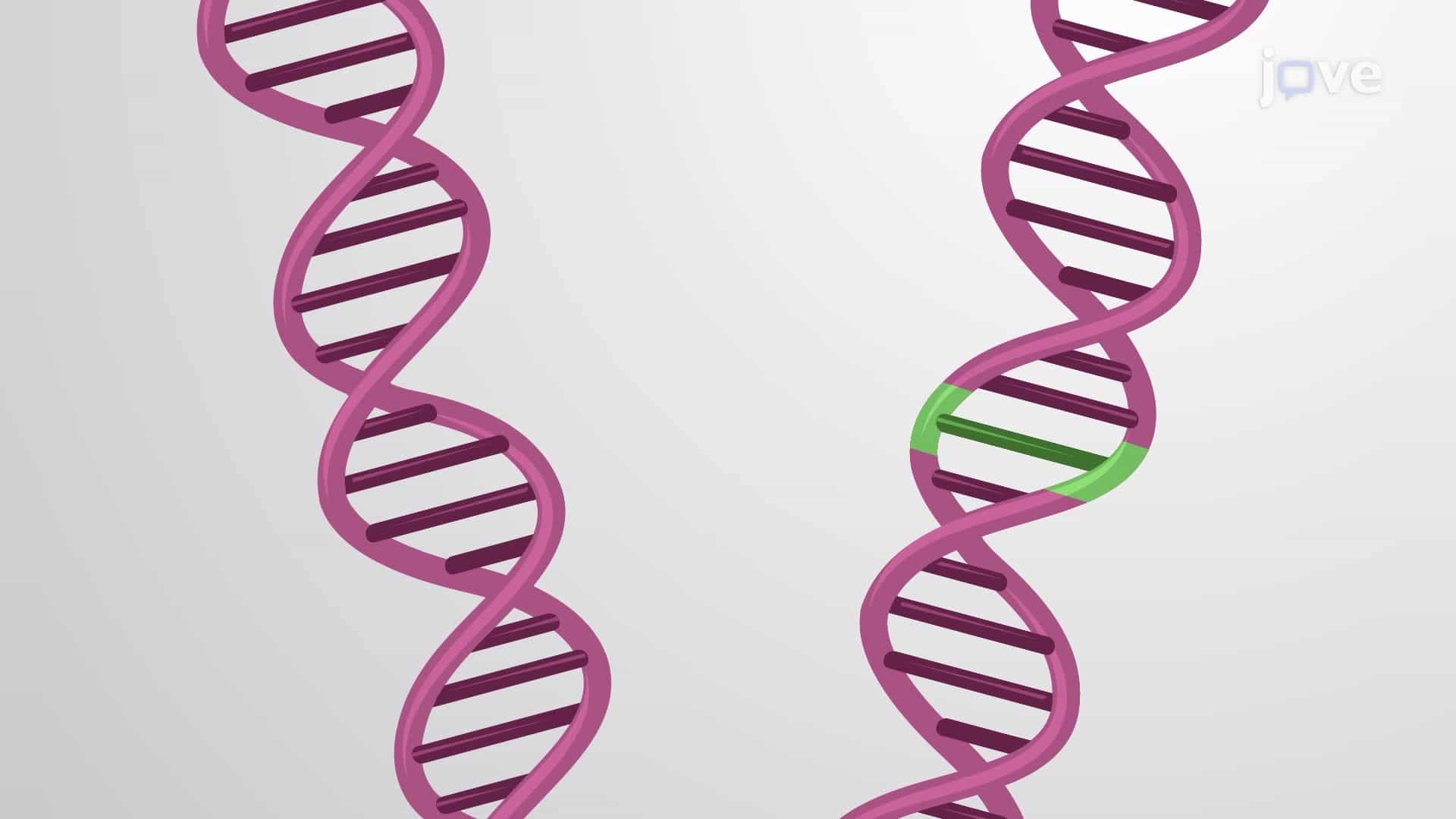 Chip-in-a-Tube-Based Digital PCR for Quantification of Single Nucleotide Variants