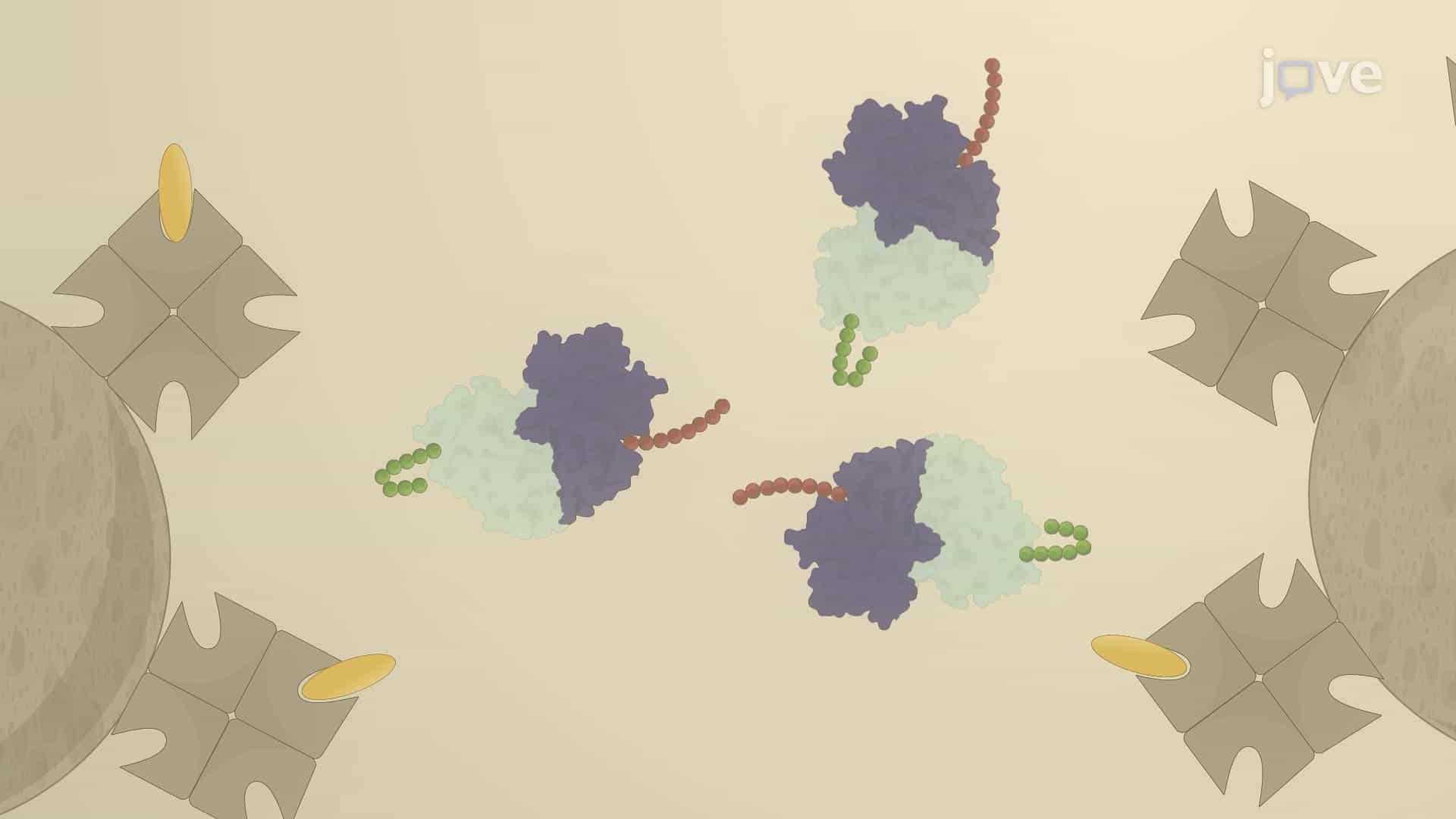Tandem Affinity Purification Assay to Study Protein-Protein Interactions