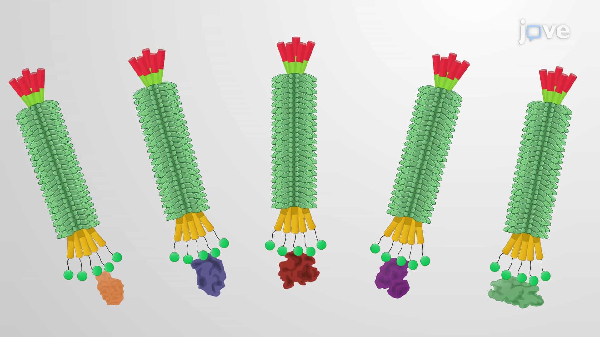 Using Phage Display to Select Proteins with High Affinity to a Target Protein