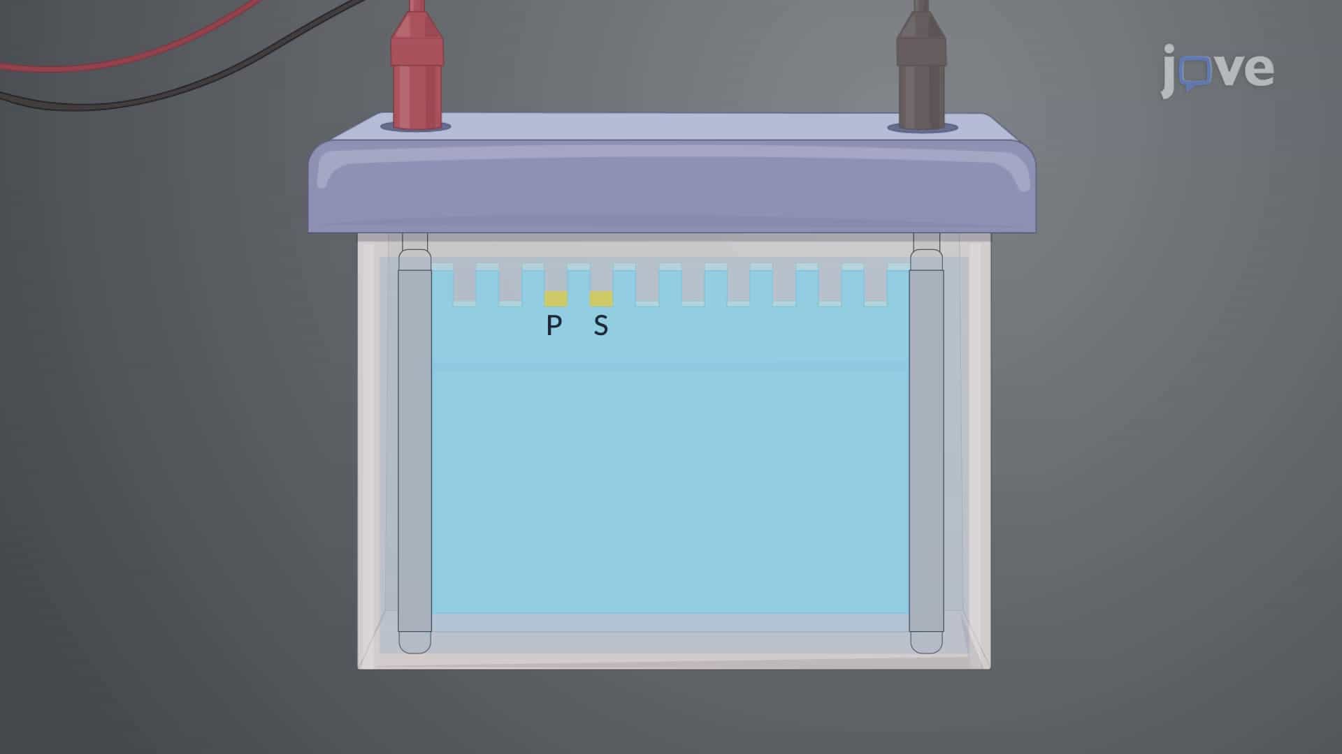 Electrophoretic Mobility Shift Assay for Detection of Transcription Factor-DNA Complexes