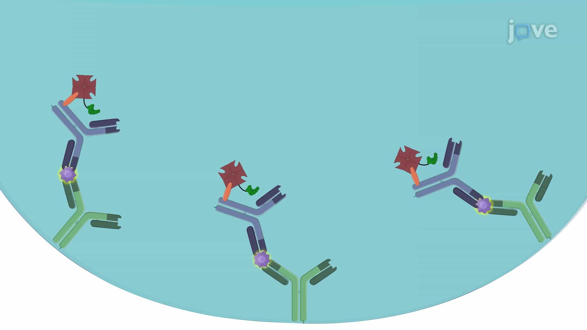 ELISA-Based Reporter Assay to Study the Receptor-Ligand Interaction in BW Cells