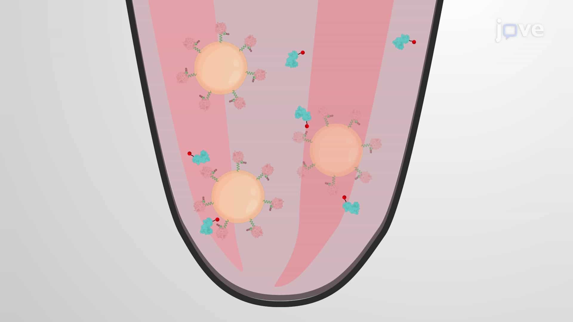 Competition Binding Assay to Study Competing GTPase-Binding Protein Partners