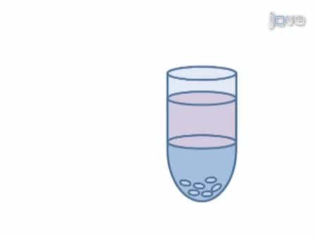 Visualization of the Embryonic Nervous System in Whole-mount Drosophila Embryos