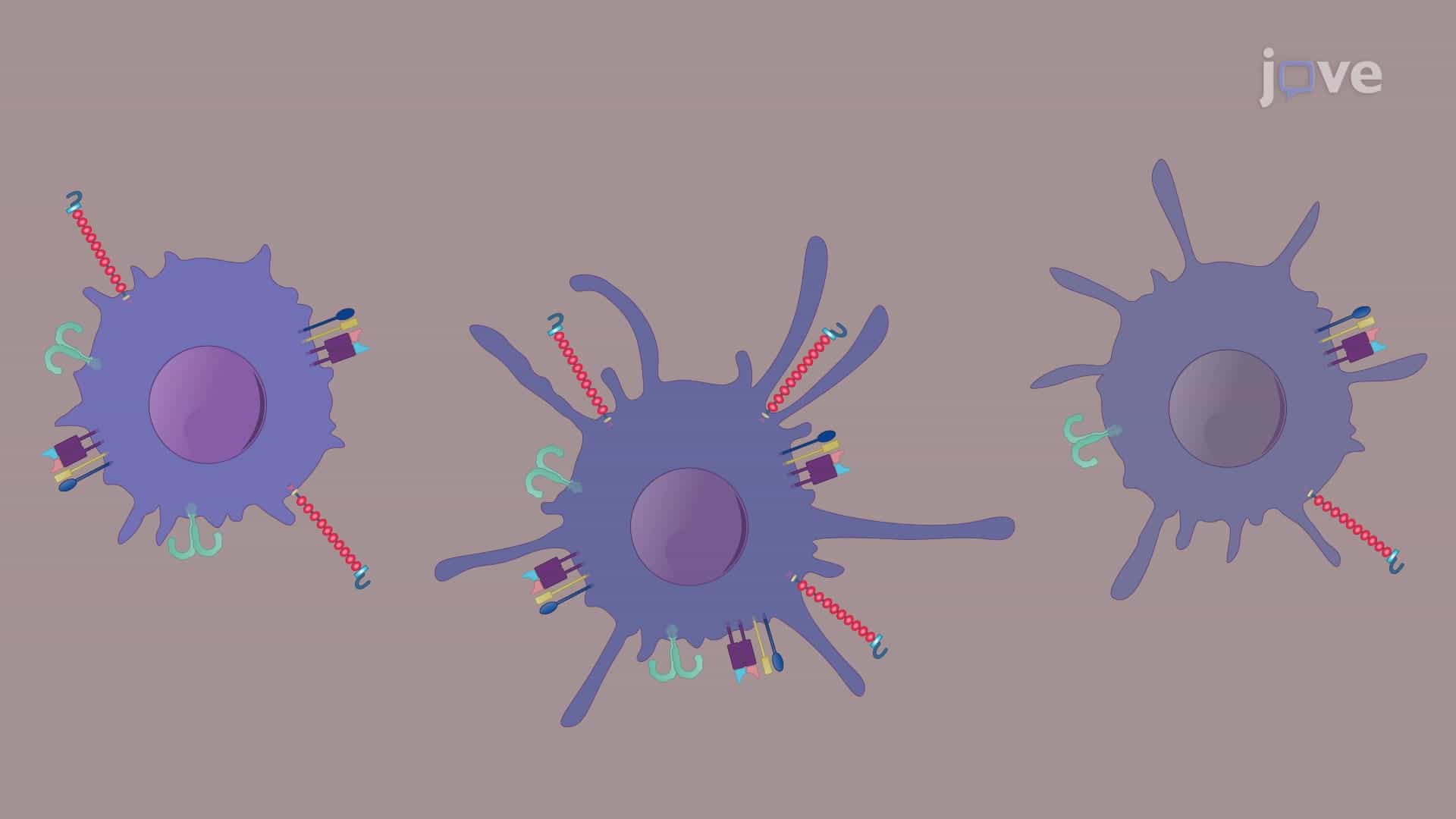Generation of Immature, Mature, and Tolerogenic Dendritic Cells from Monocytes