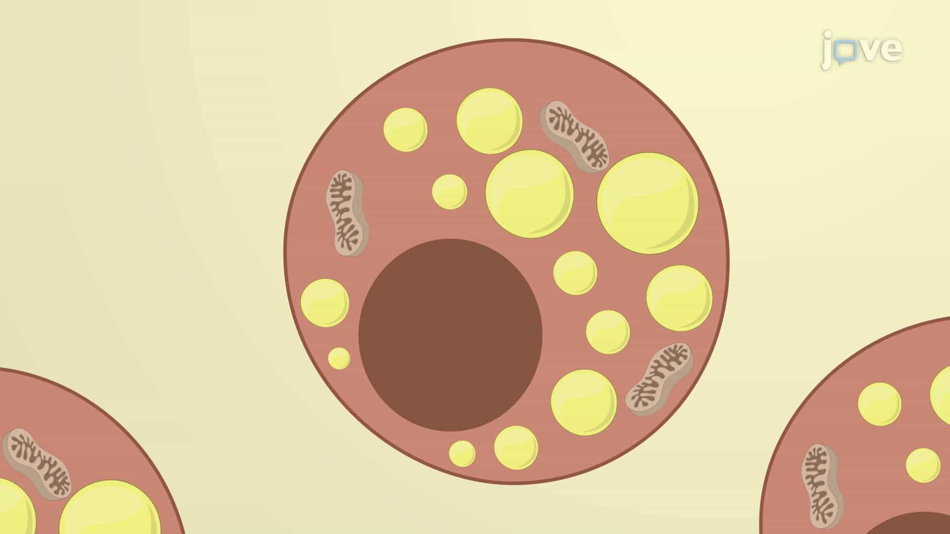 In Vitro Mouse Bone Marrow Stromal Cell Differentiation into Adipocytes