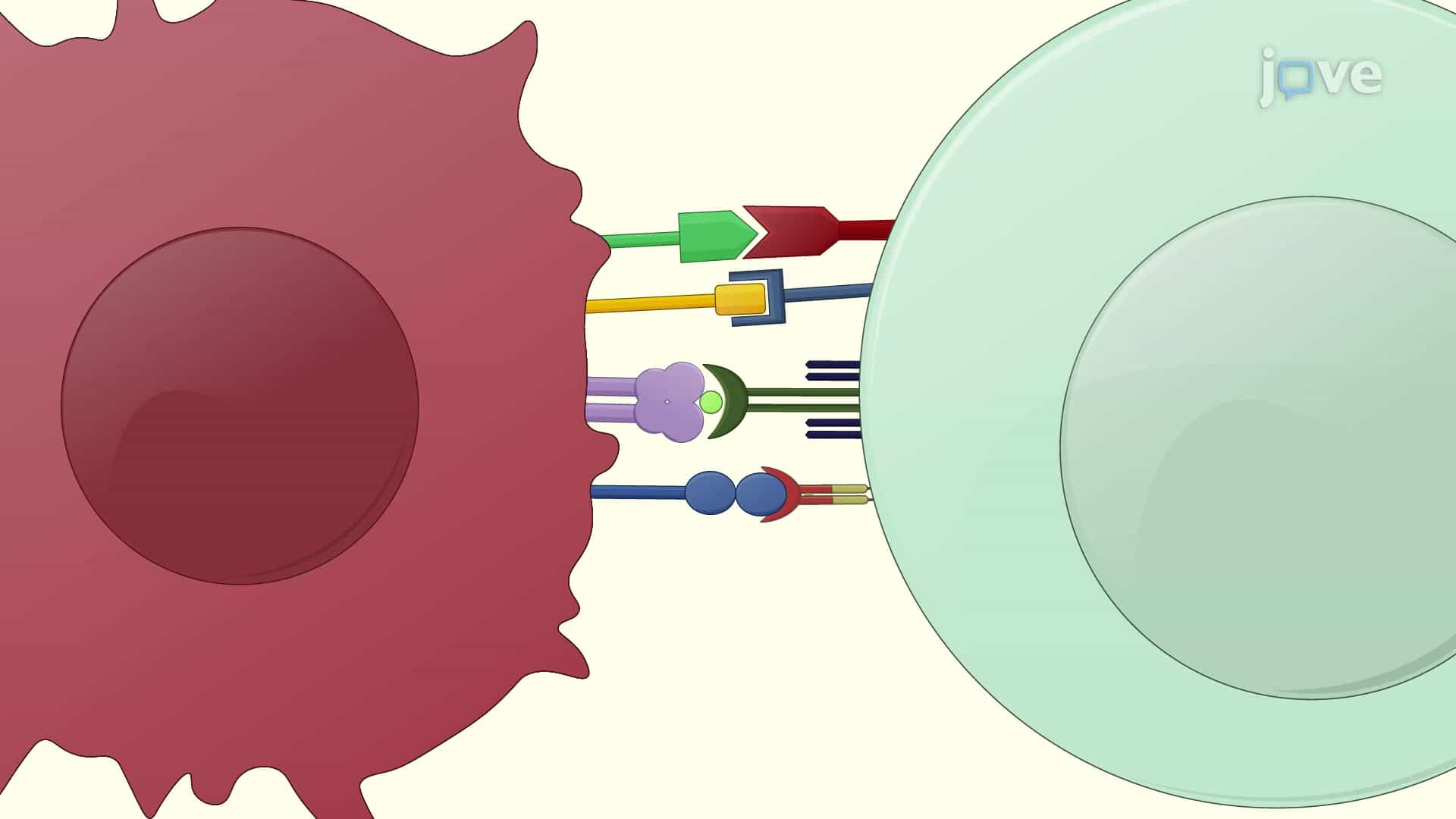Culturing of Activated T Cells from Human Peripheral Blood Mononuclear Cells