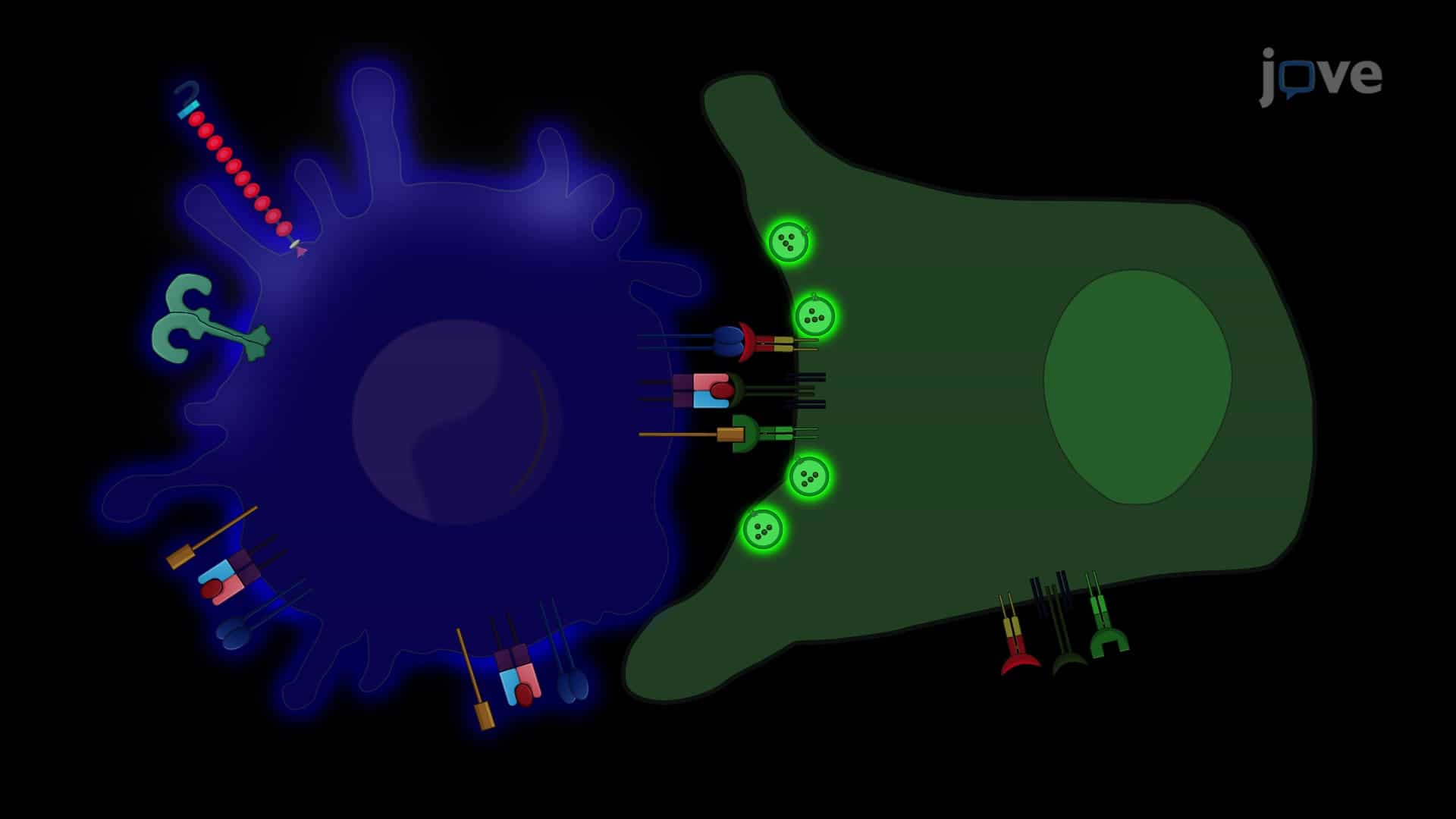 Immunological Synapse Formation Between Helper T Cells and Antigen-Presenting Cells