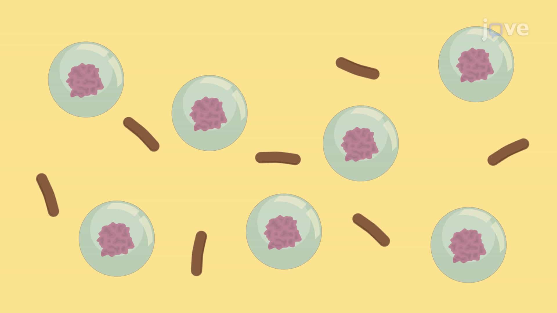 Preparing an Antigen-Adjuvant Emulsion to Induce Autoimmune Encephalomyelitis