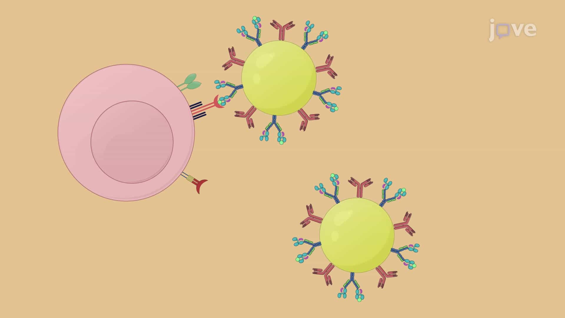 Nanoparticle-Based Enrichment and Expansion of Antigen-Specific CD8+ T Cells