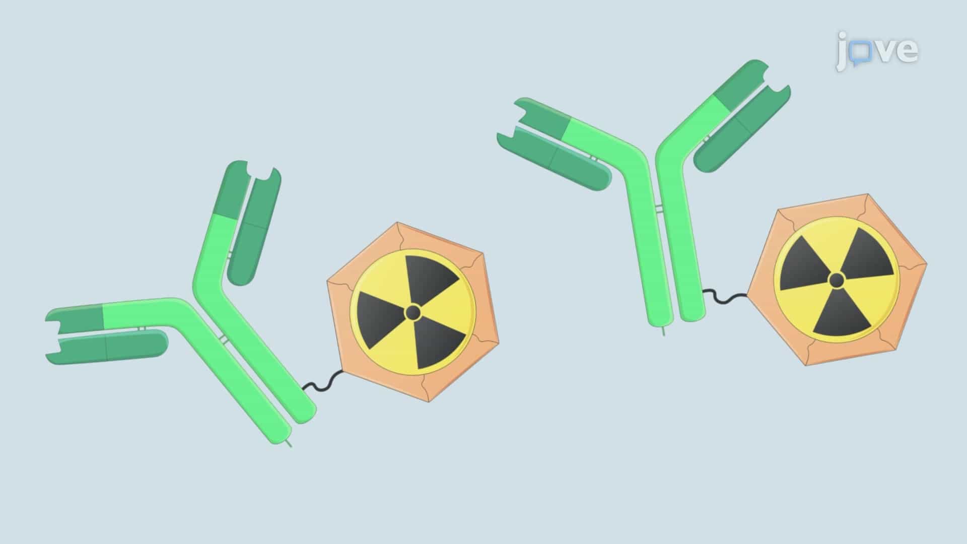 Labeling Murine T Helper Lymphocytes using Radiolabeled Monoclonal Antibodies