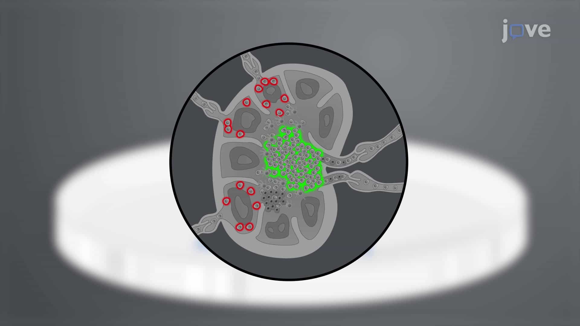 A Dissection Method to Harvest Murine Popliteal Draining Lymph Nodes for Ex Vivo Imaging