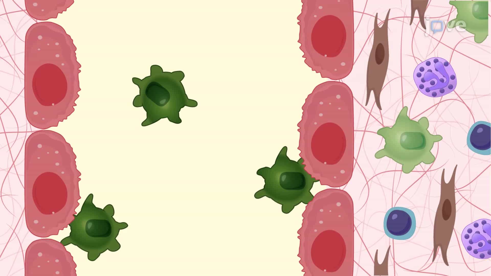 In Vivo Activation of Peritoneal Macrophages in Response to Antibodies in a Murine Model