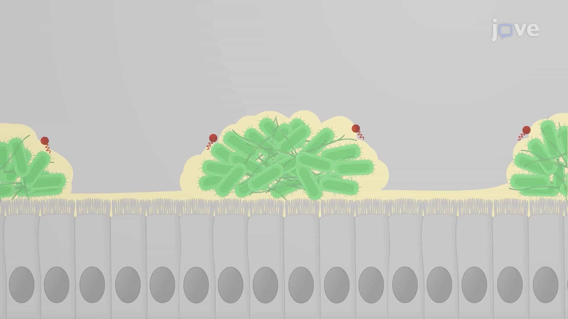 An In Vitro Technique to Study Antimicrobial Treatments on Bacterial Aggregates