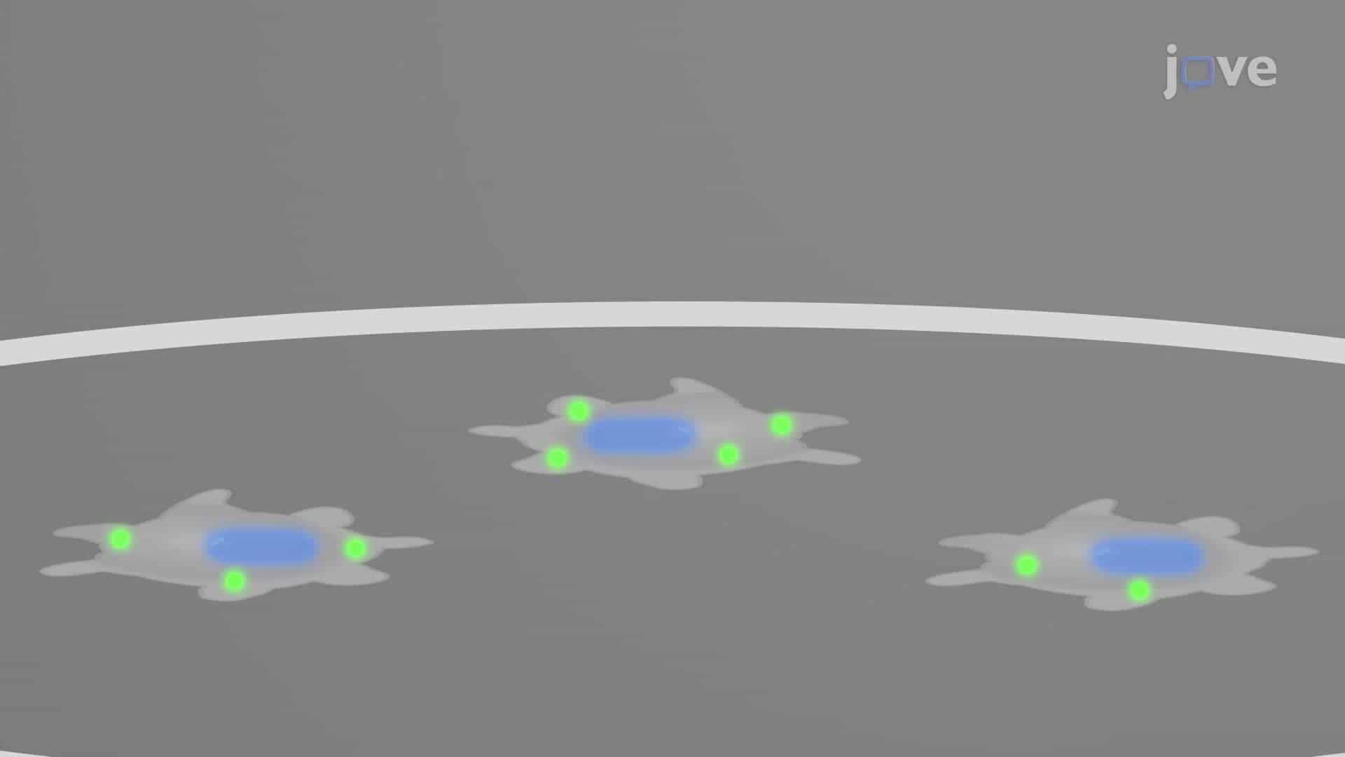Detection of Inflammasome Activation via Fluorescence Microscopy