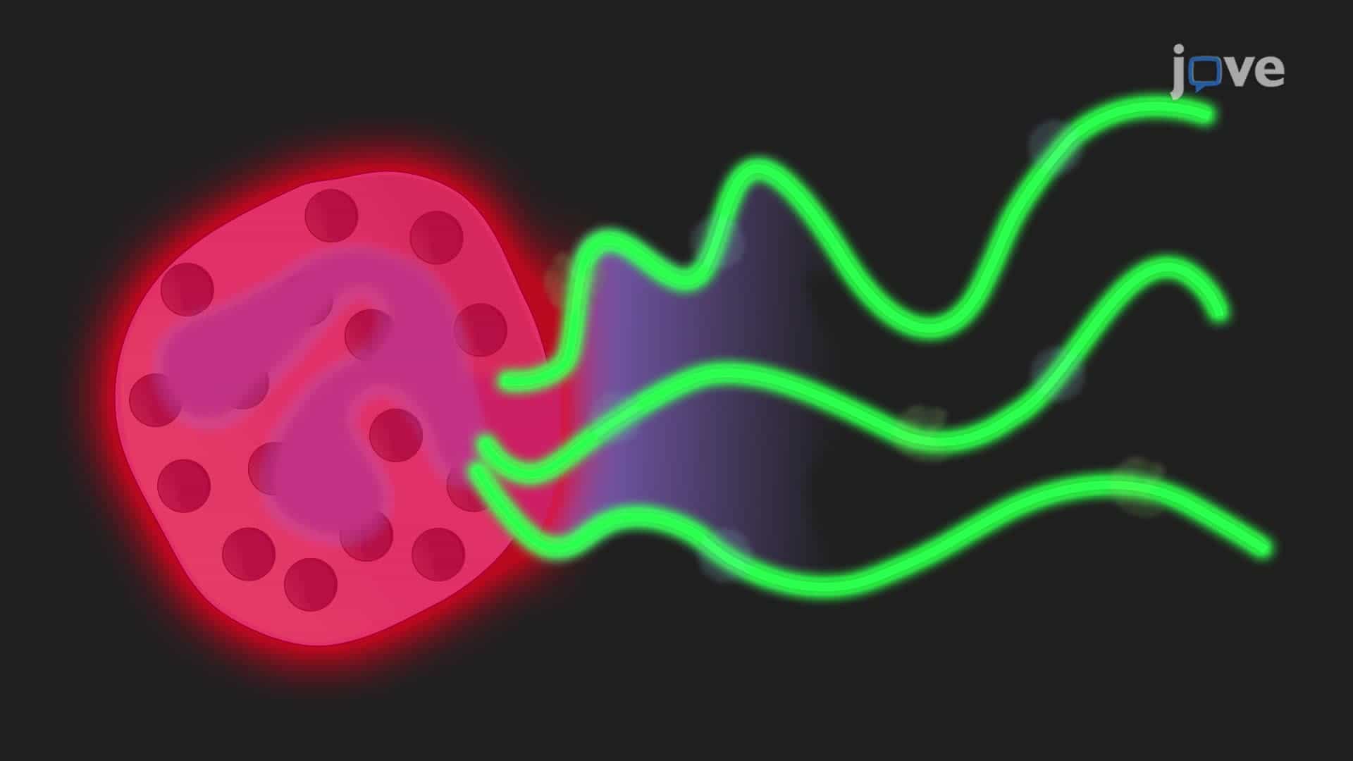 Induction and Visualization of Neutrophil Extracellular Traps in Pre-Labeled Neutrophils