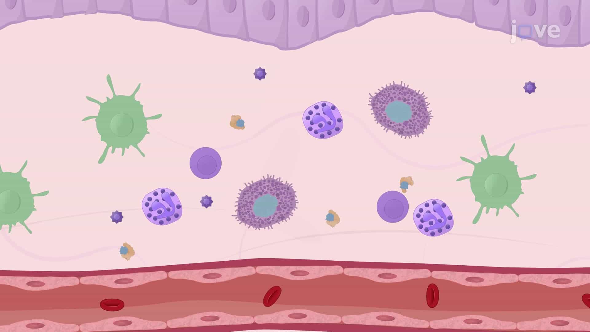 A Technique to Assess the Immune Response against an Antigen by Inducing Skin Inflammation
