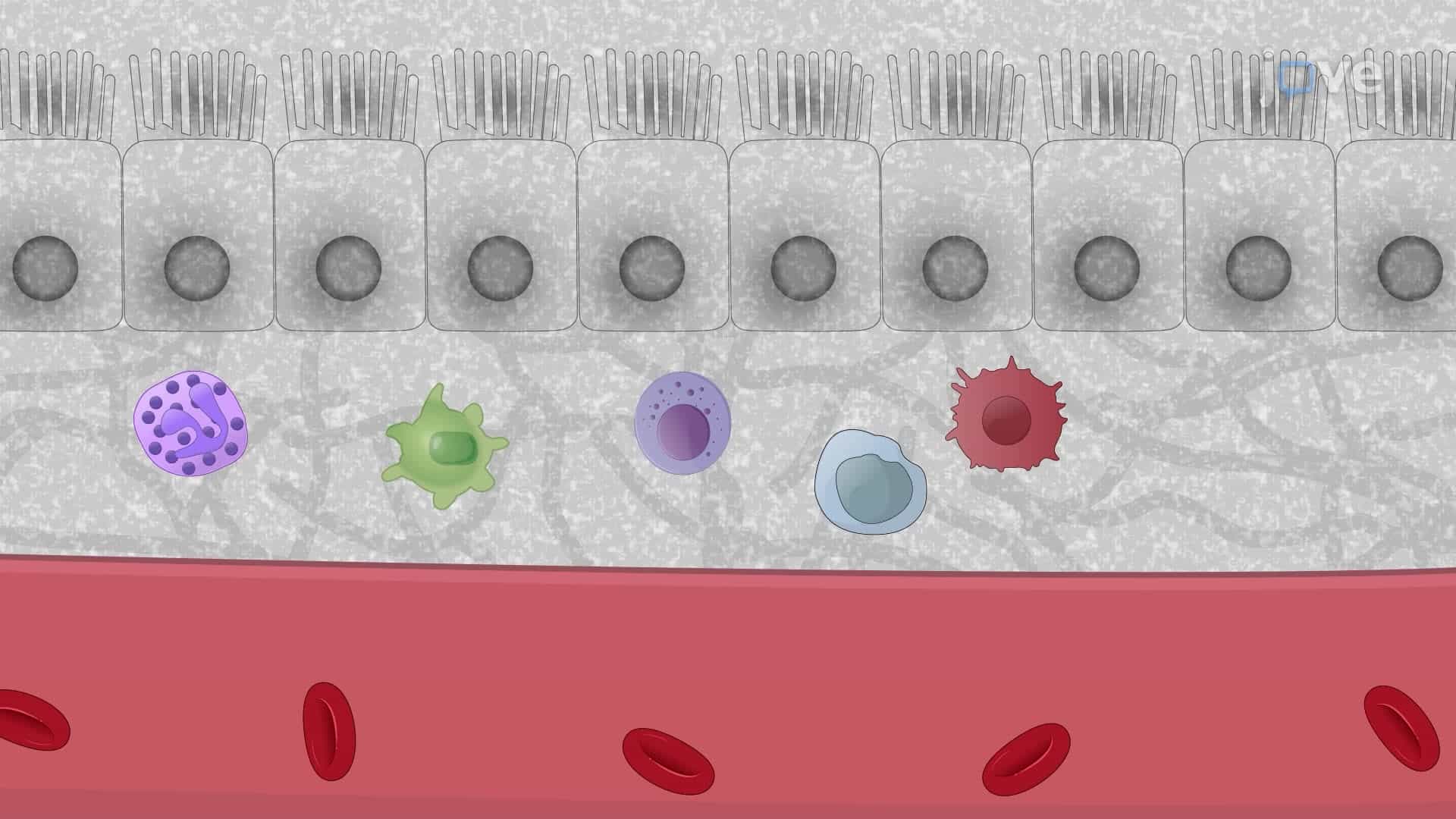 Induction of Graft Versus Host Disease in Mouse Models via Allogeneic Bone Marrow and Splenic Cell Transplantation