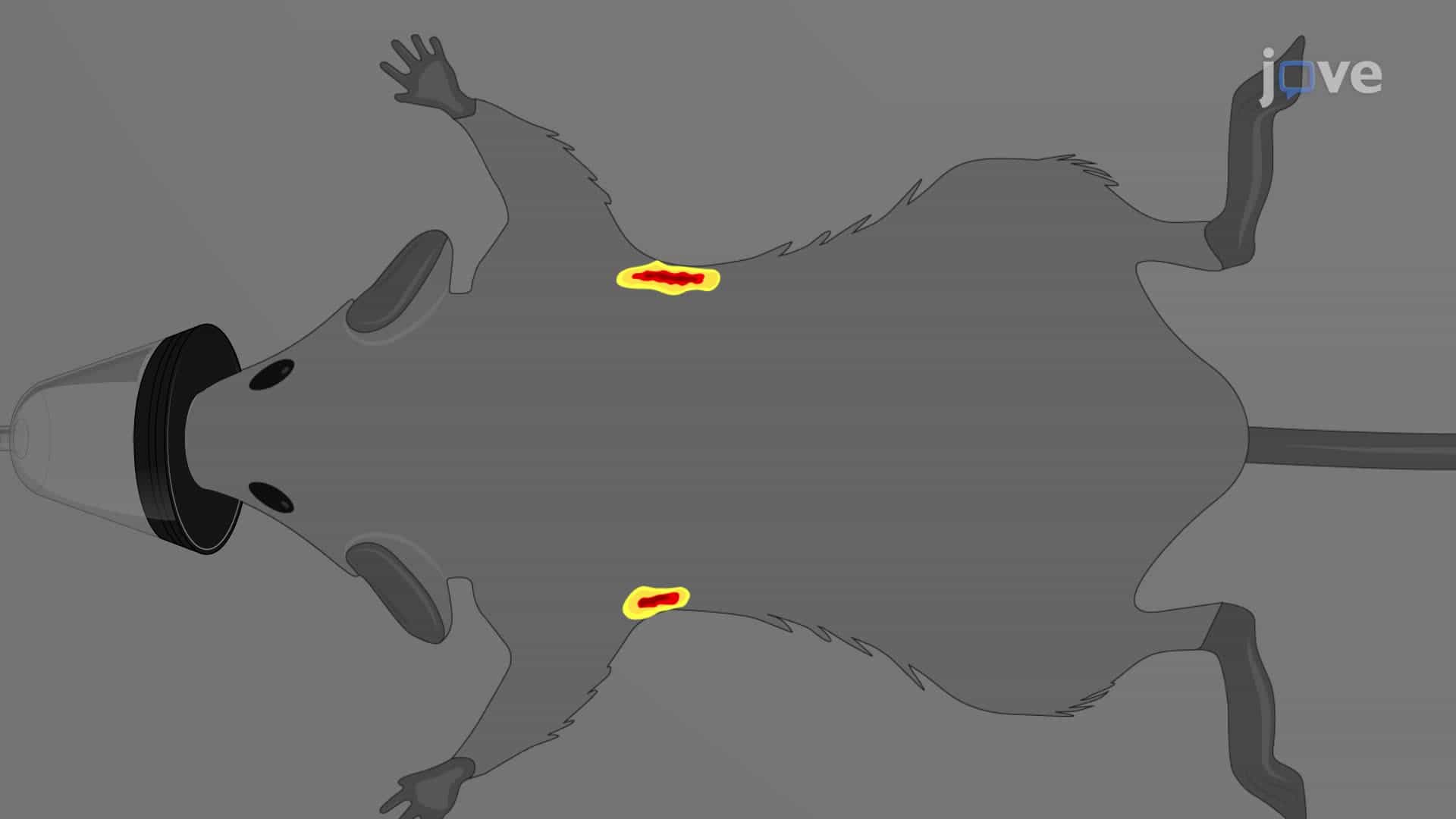 Reporter Enzyme Fluorescence Imaging for In Vivo Tracking of Bacterial Infection