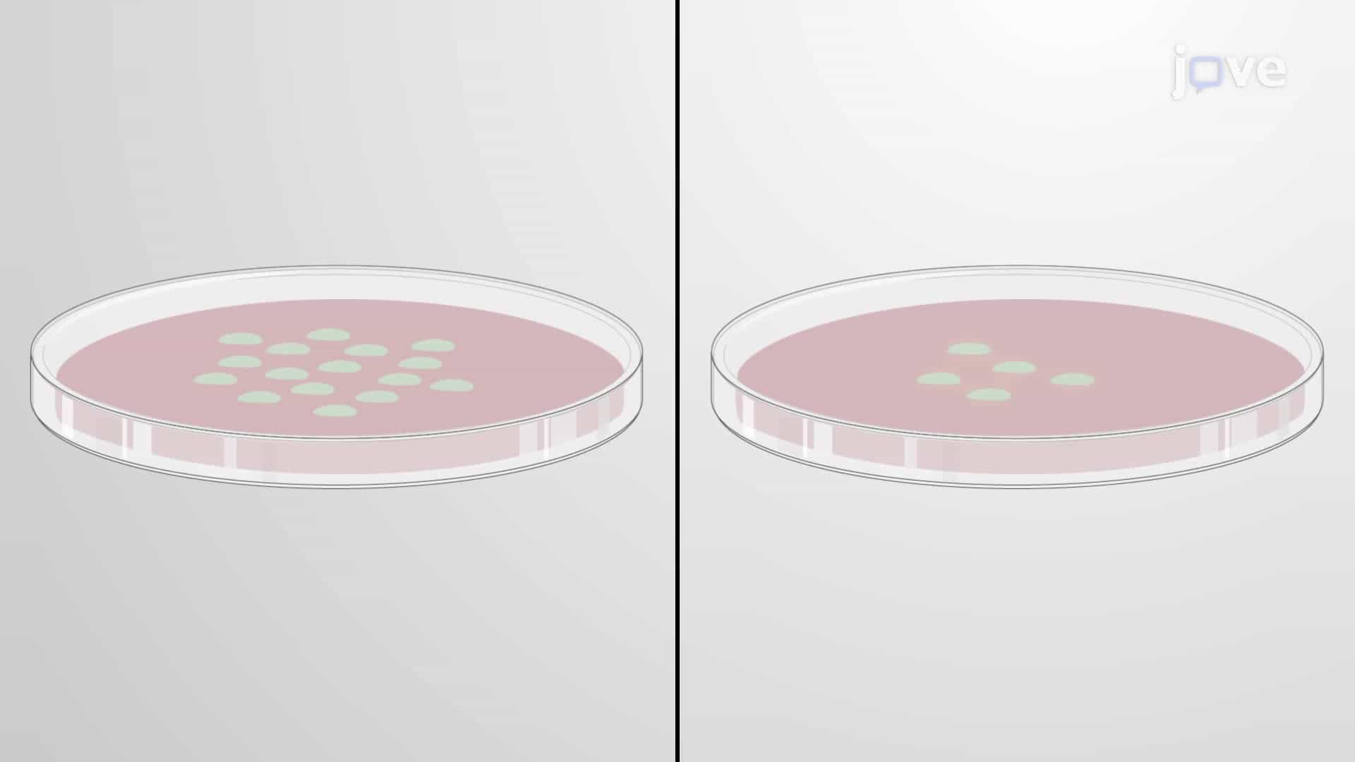 Assessment of Opsonophagocytic Killing Activity against Bacterial Pathogens