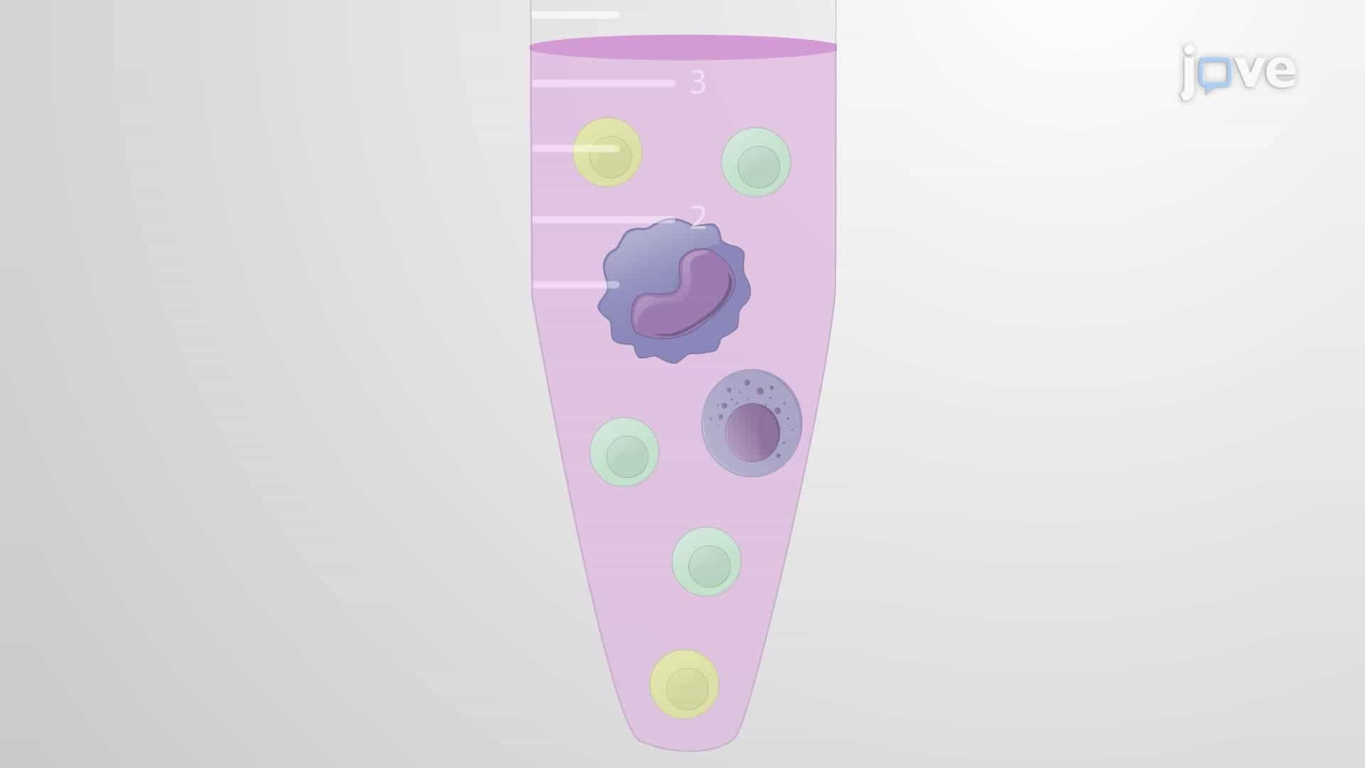 Monitoring B Cell Activation with Antigenic Liposomes using a Calcium-Flux Assay