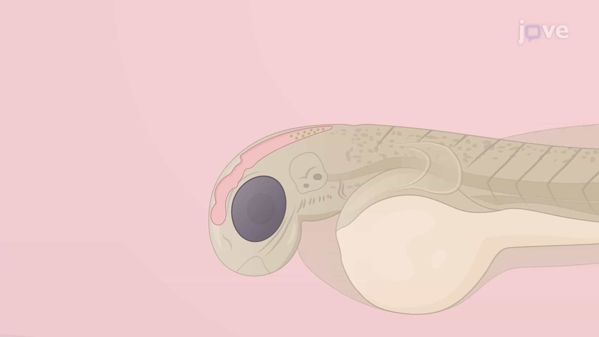 A Technique to Quantify Fungal Infection in Zebrafish Larvae