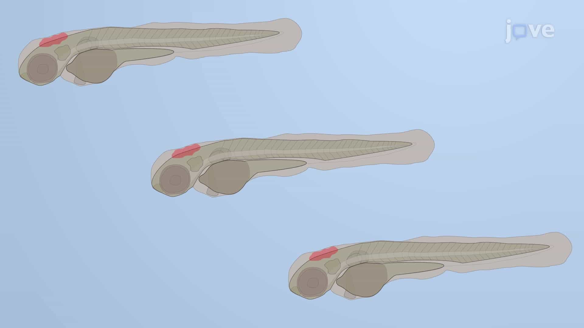 A zWEDGI Technique to Visualize Fungal Pathogen-Infected Zebrafish Larvae