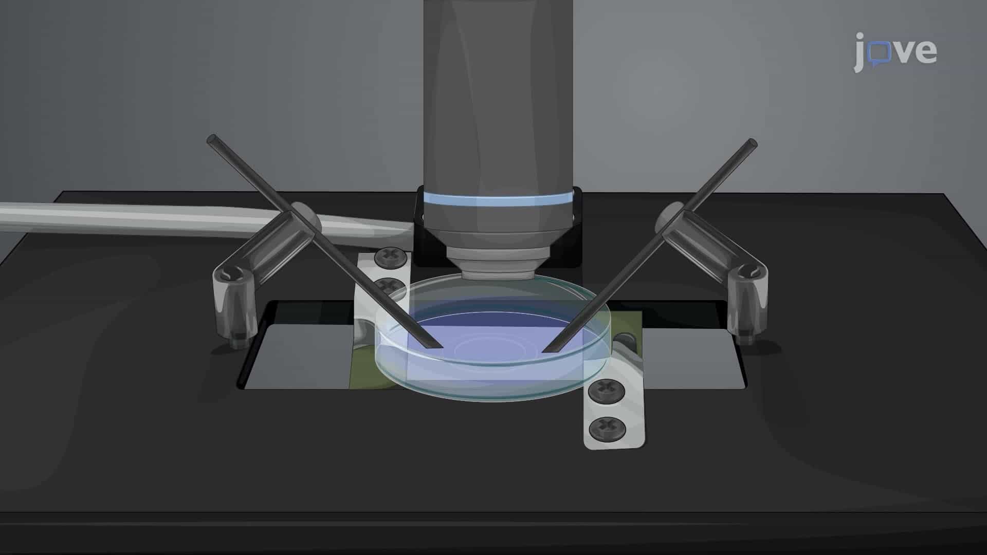Assessing Immunological Synapse Topology through Live-Cell Imaging