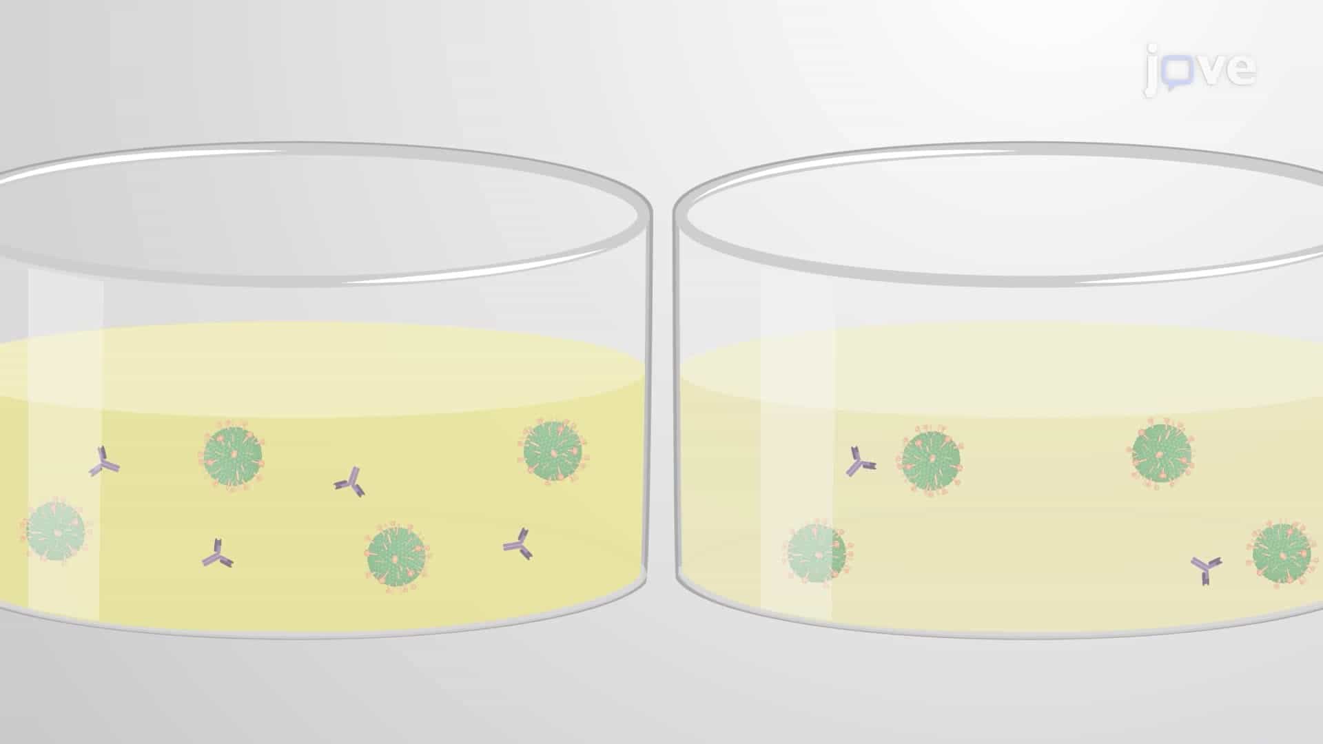 A Microneutralization Assay to Measure Neutralizing Antibody Titers in Human Serum