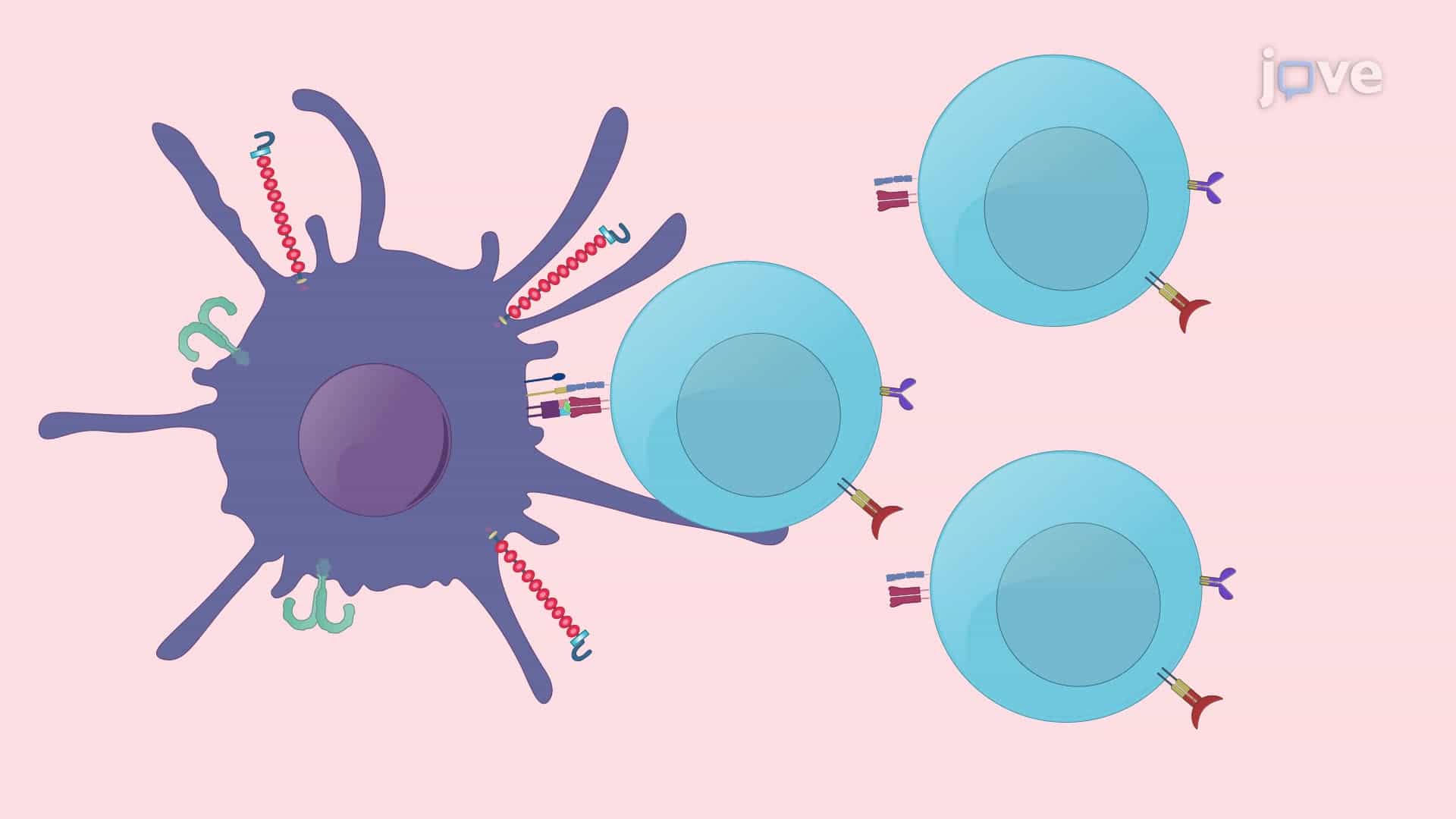 A Vaccine-Pulsed Dendritic Cell-Based In Vitro Assay to Induce Lymphocyte Proliferation